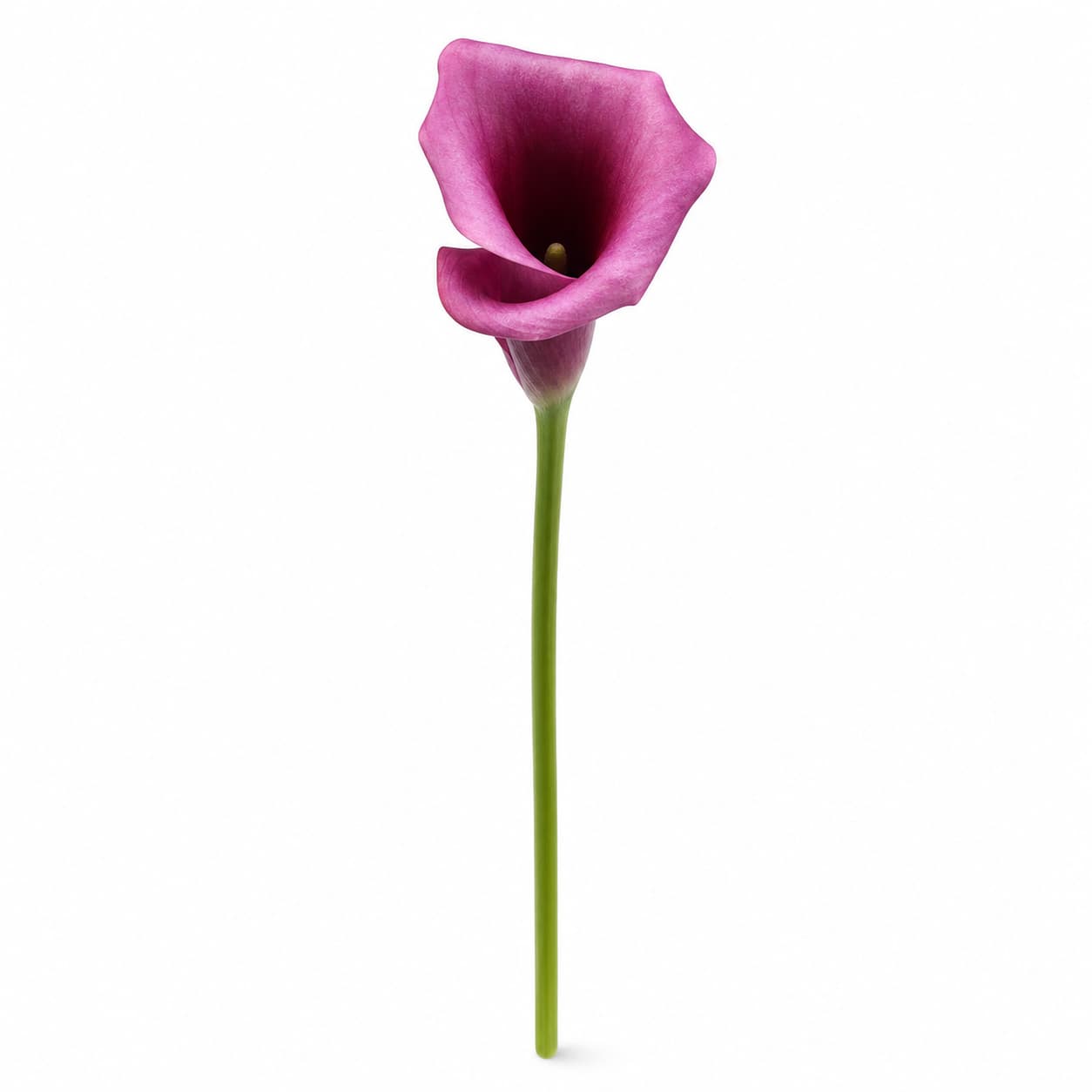 Durban kala moreen sorta, 10 zurtoineko sorta (Zantedeschia)
