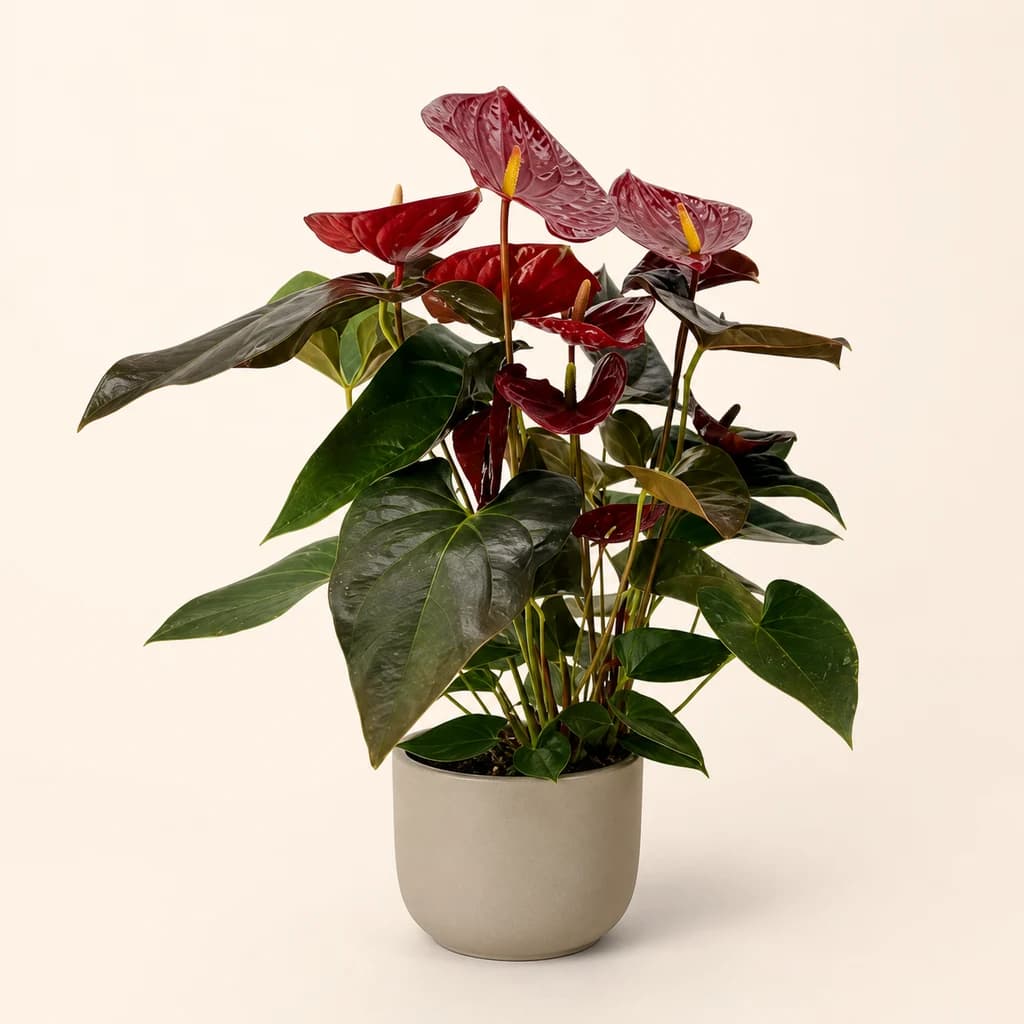Planta de Anthurium Granate