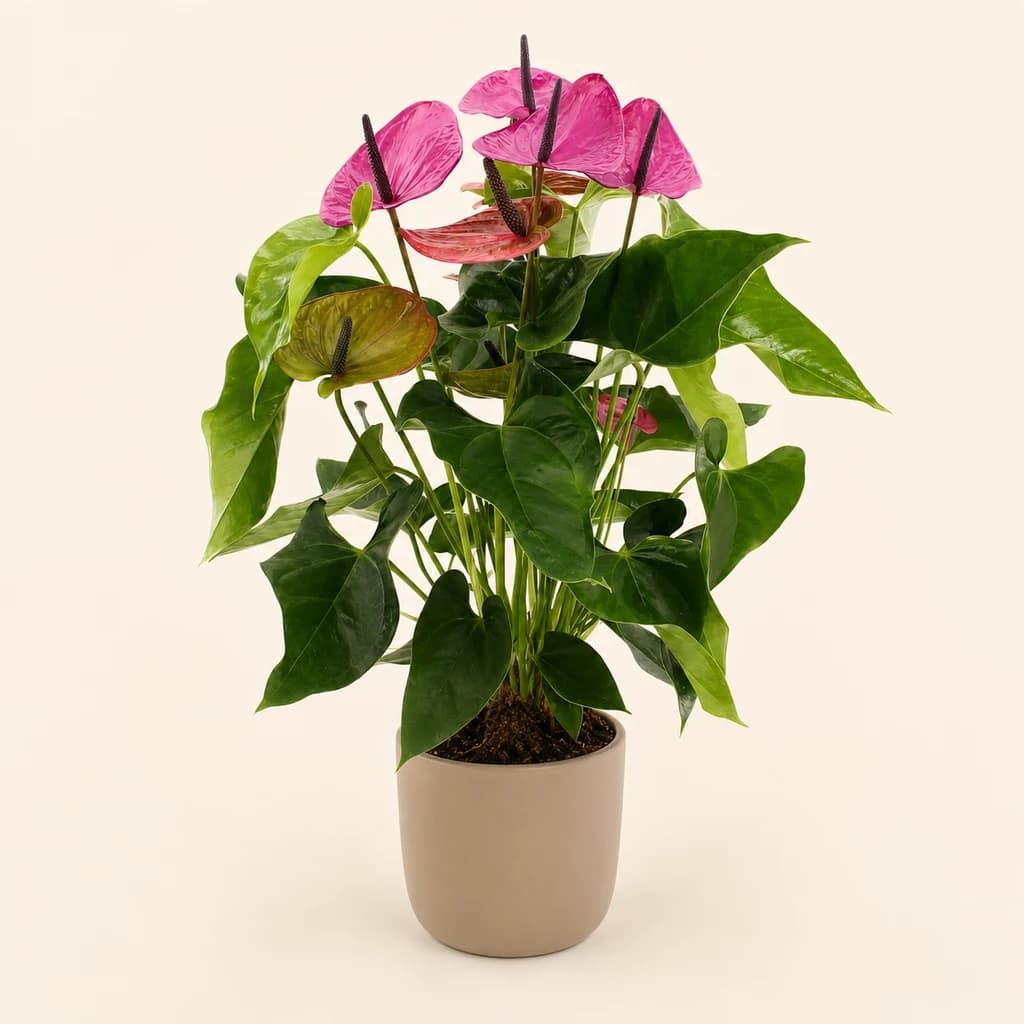 Anthurium Louisiana Fúcsia