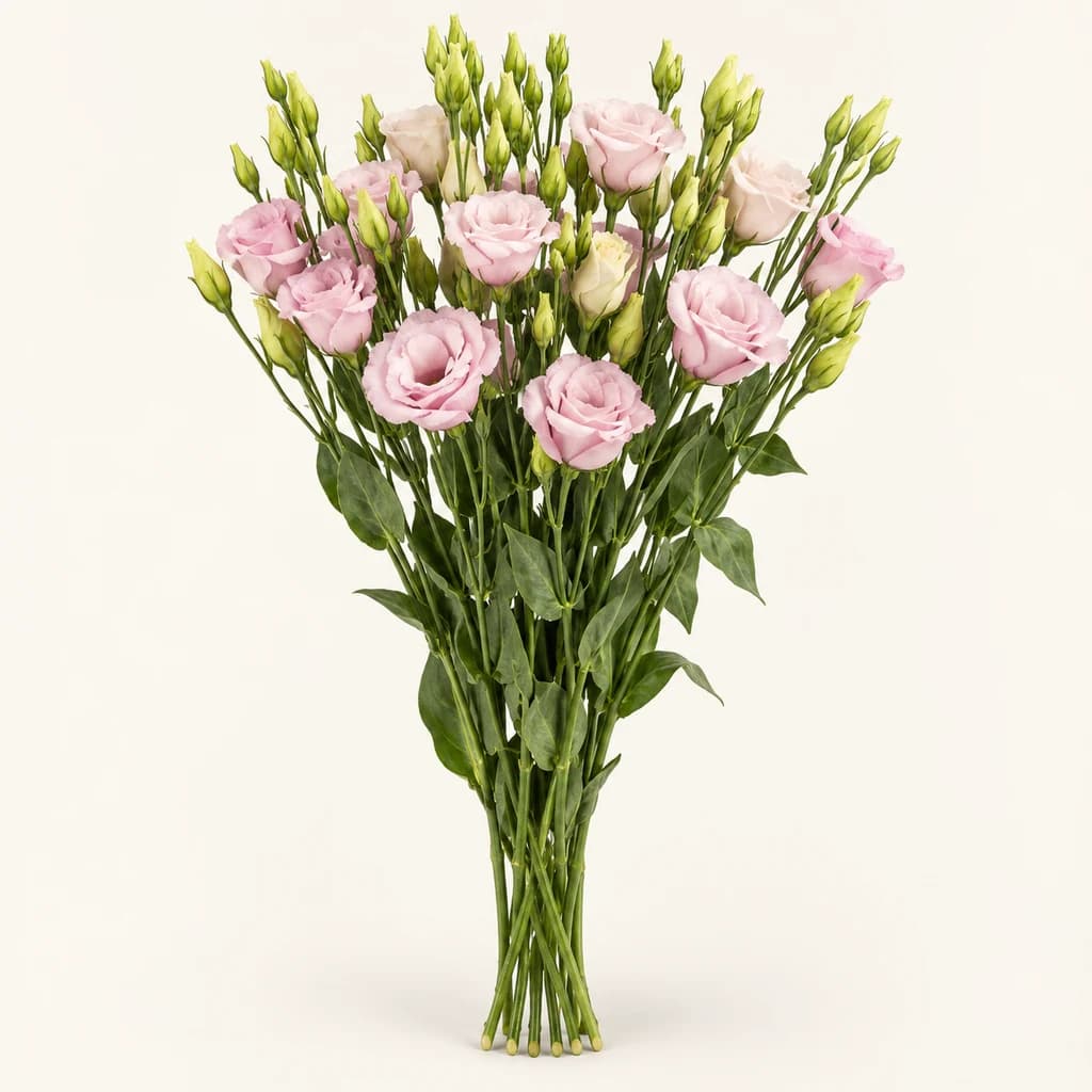 Lisianthus double Lisanne rose clair (Eustoma grandiflorum)