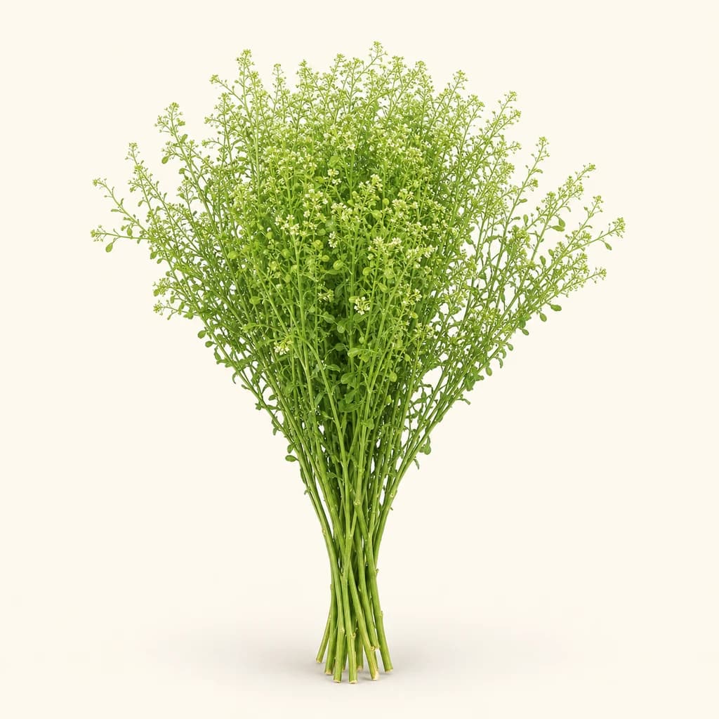 Bouquet de Thlaspi Green Dragon