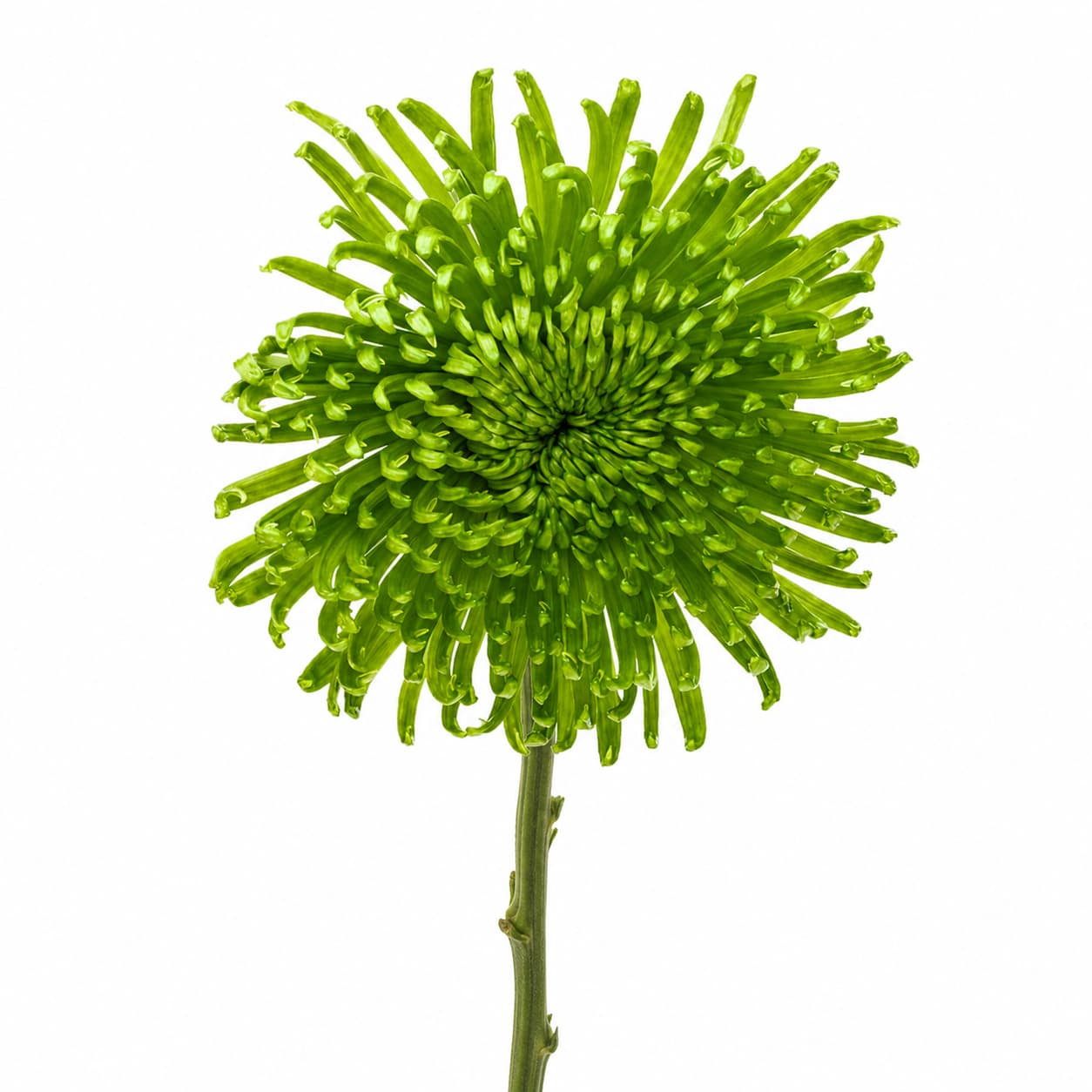 Crisantem Anastasia verd, lot de 20 tiges (Chrysanthemum)