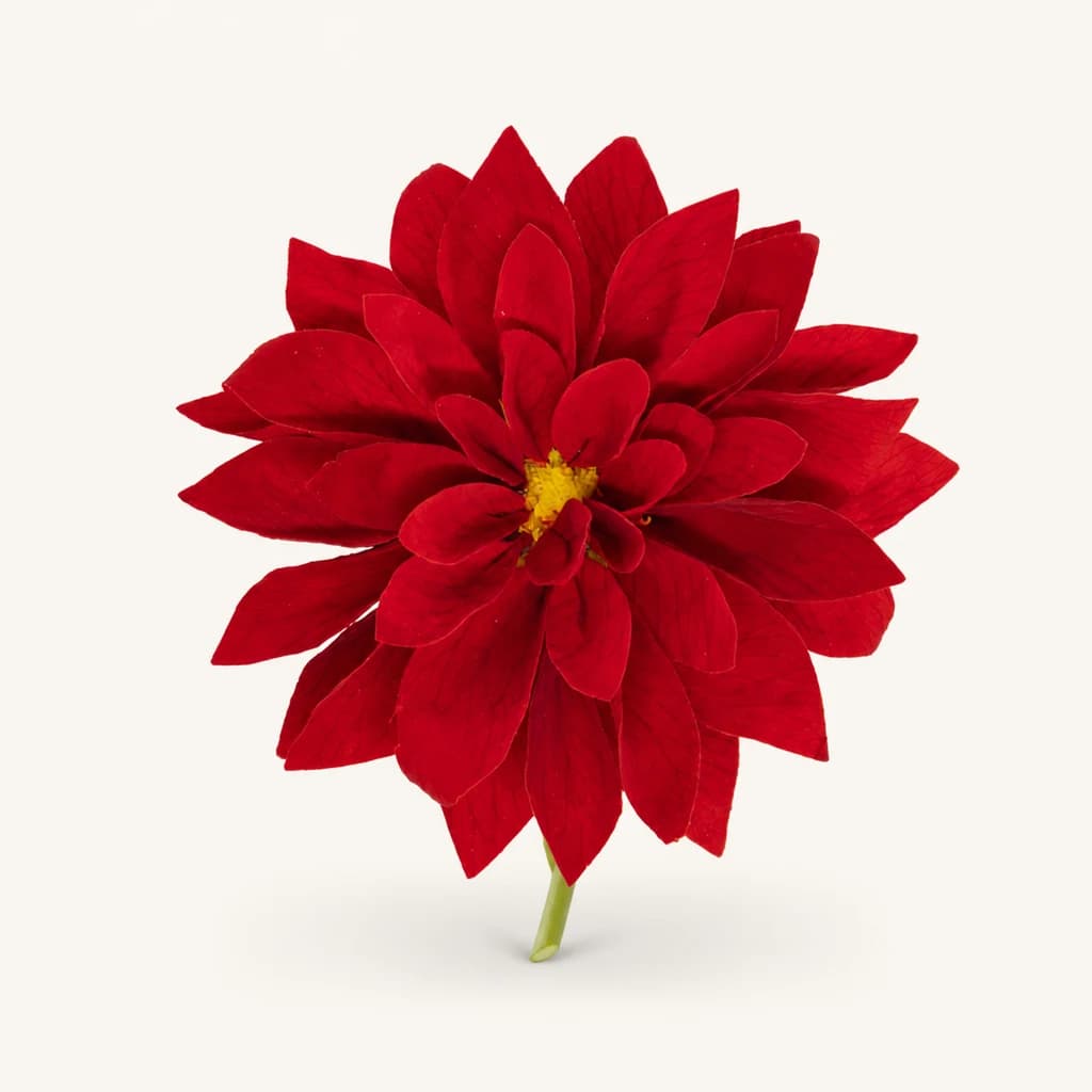 Cabeças de dália preservada, caixa de 1 ou 3, Ø 8,5–11,5 cm (Dahlia)