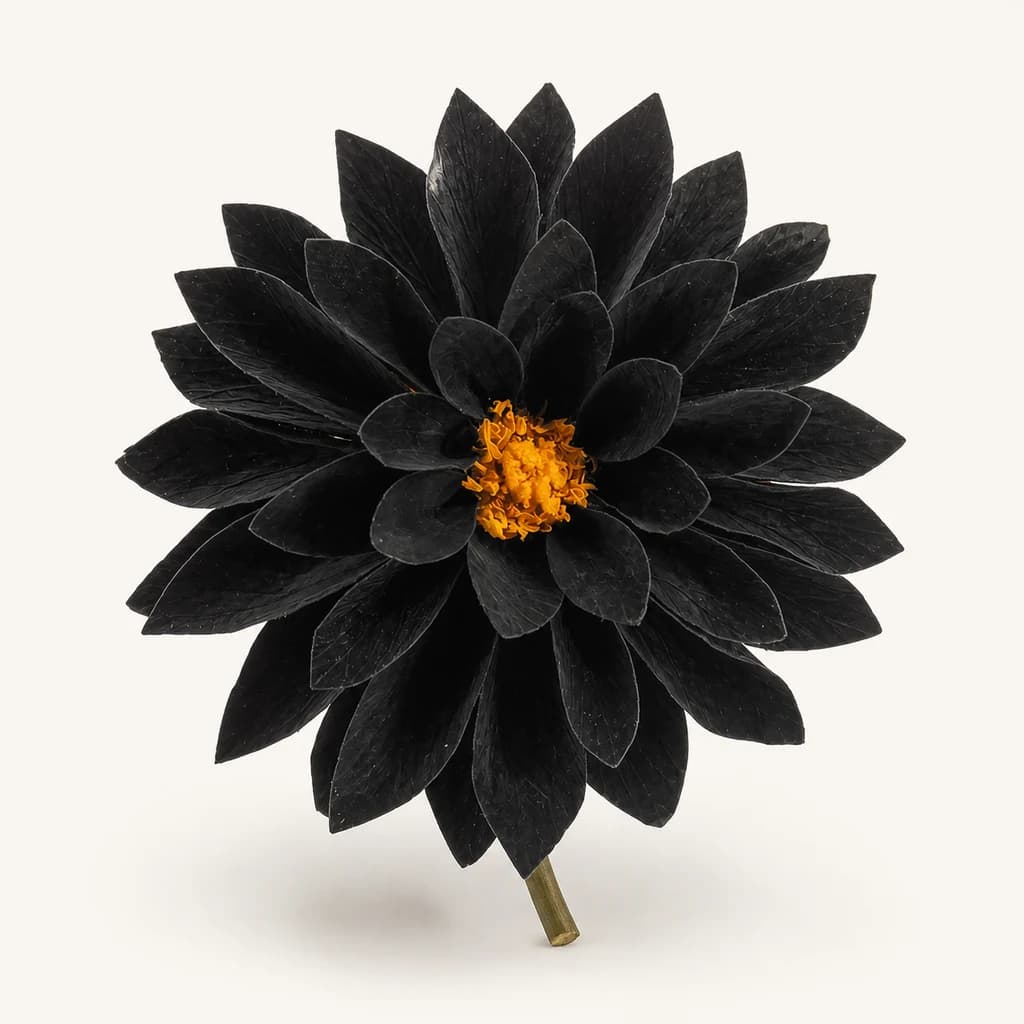 Dália preservada preta (Dahlia)