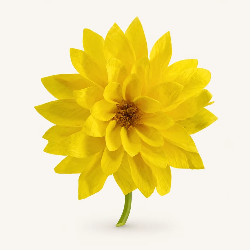 Dália Preservada Amarela (Dahlia)