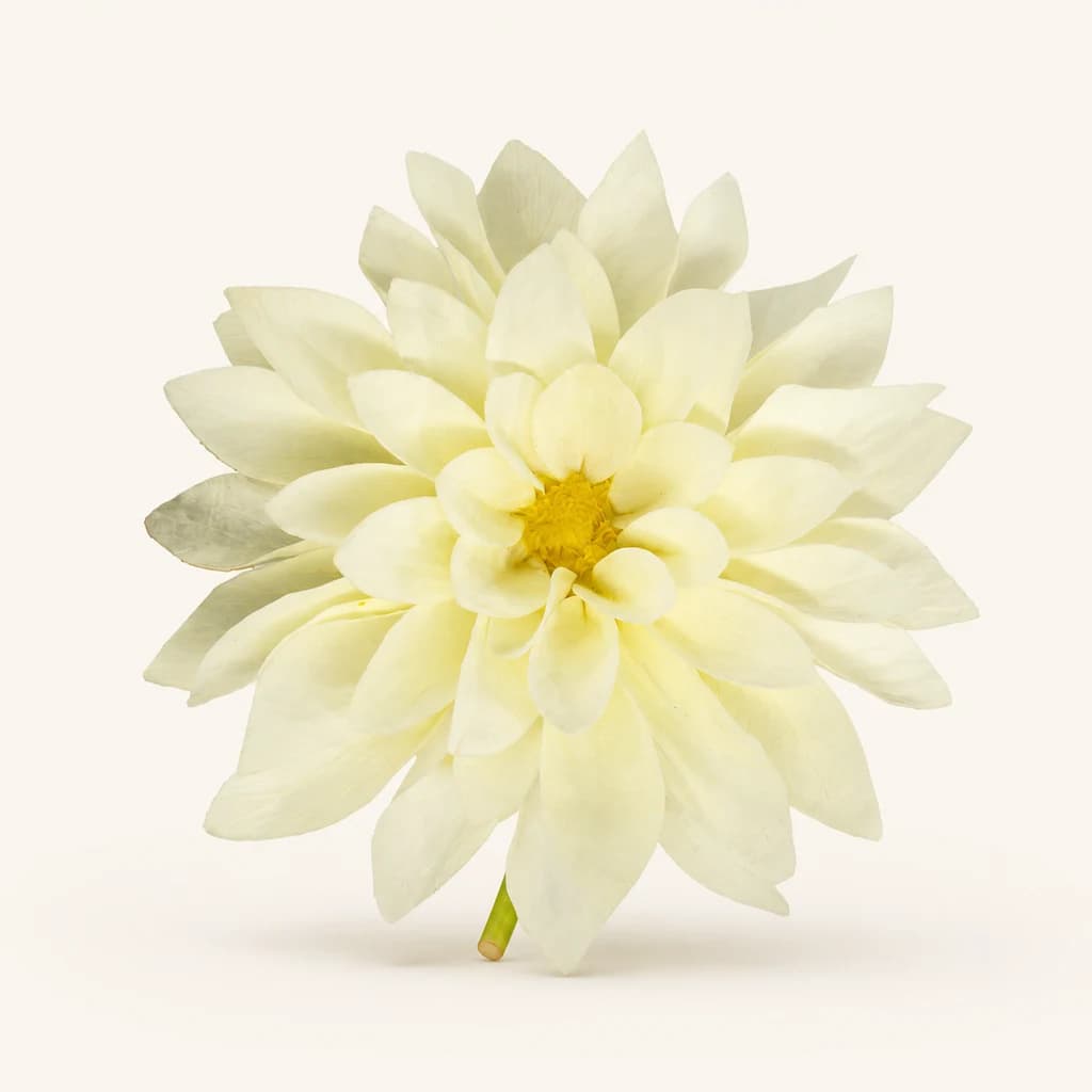 Dália preservada creme (Dahlia)