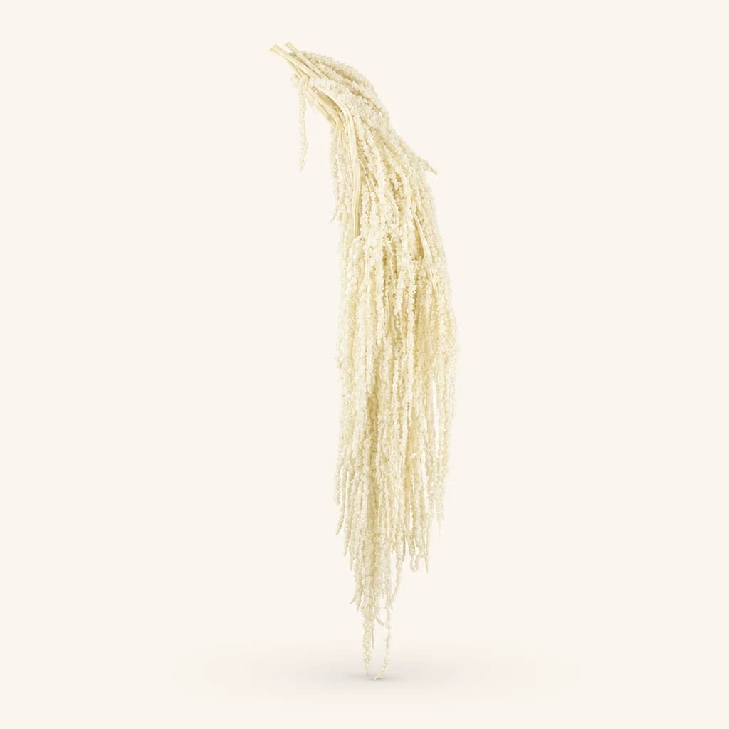 Amarante stabilisée crème, botte de 5 tiges de 90 cm (Amaranthus)