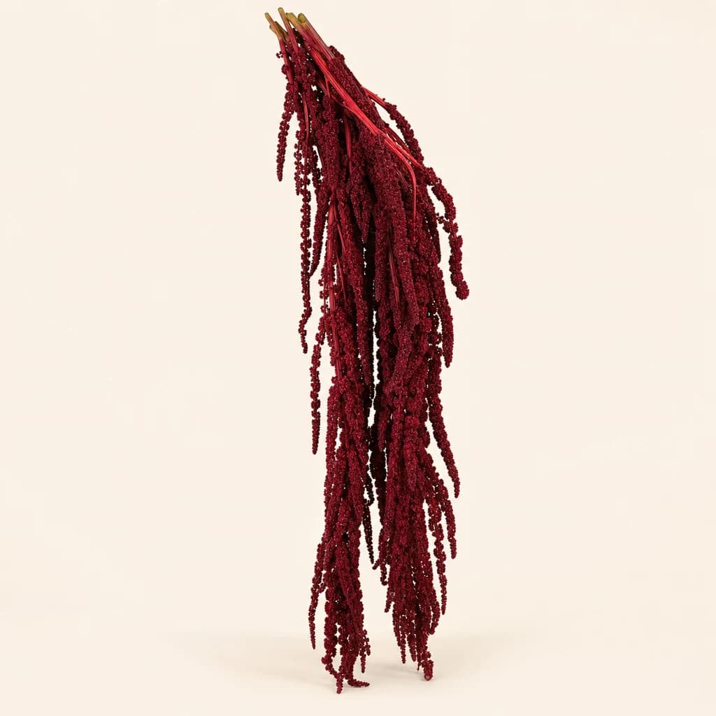 Amarante grenat préservée (Amaranthus)