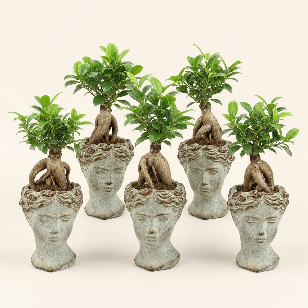 Bonsaï Ficus Ginseng en Pot de 12 cm