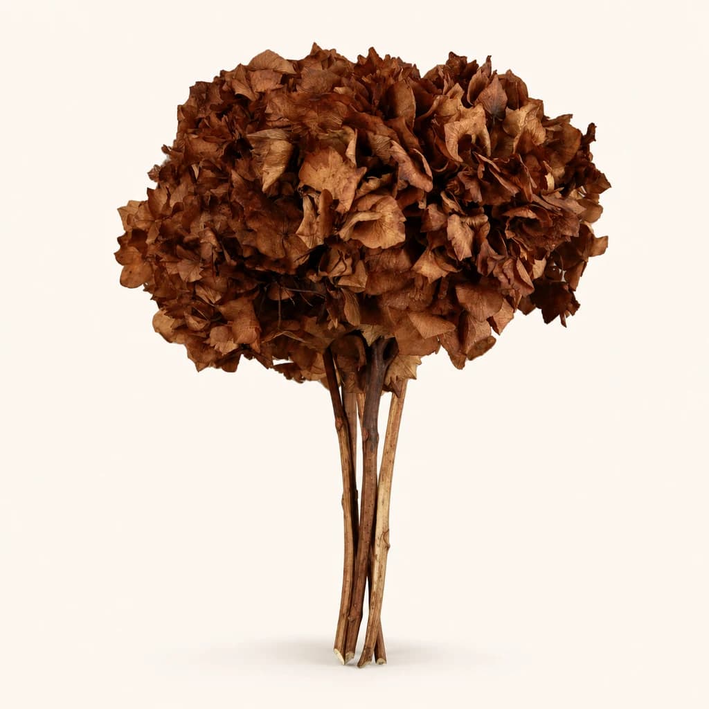 Manojo de hortensia preservada (Hydrangea macrophylla)