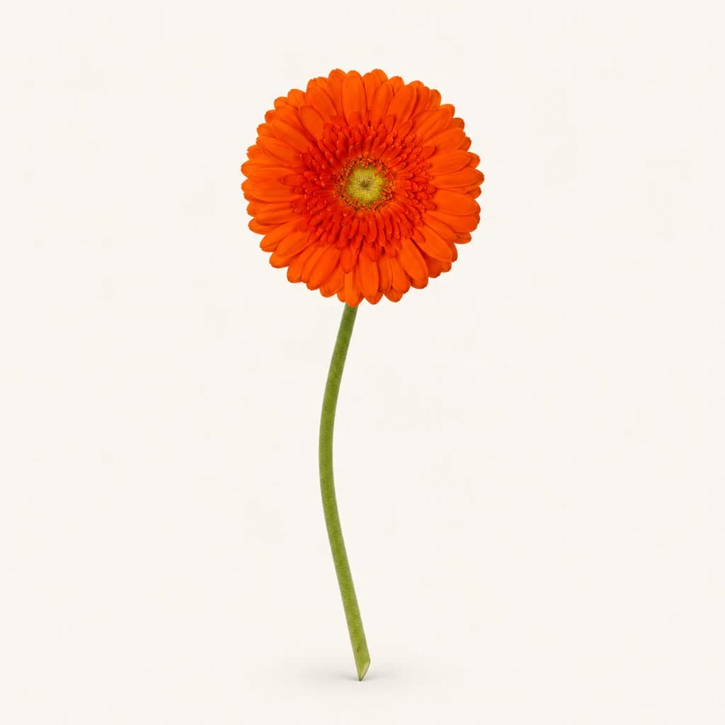 Gerbera mini Henry orange