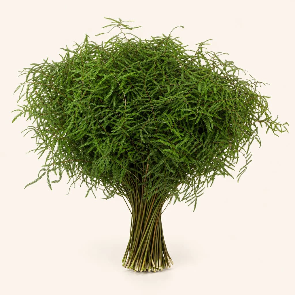 Manat de 50 Gleichenia polypodioides (falguera coral) 25 cm