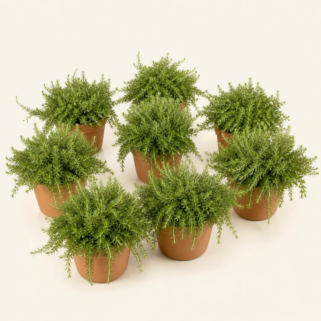 Romarin Rampant en Pot (Rosmarinus officinalis)