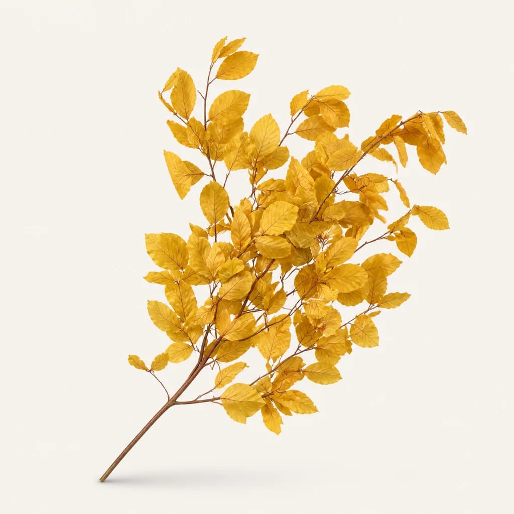 Haya preservada amarilla (Fagus sylvatica)