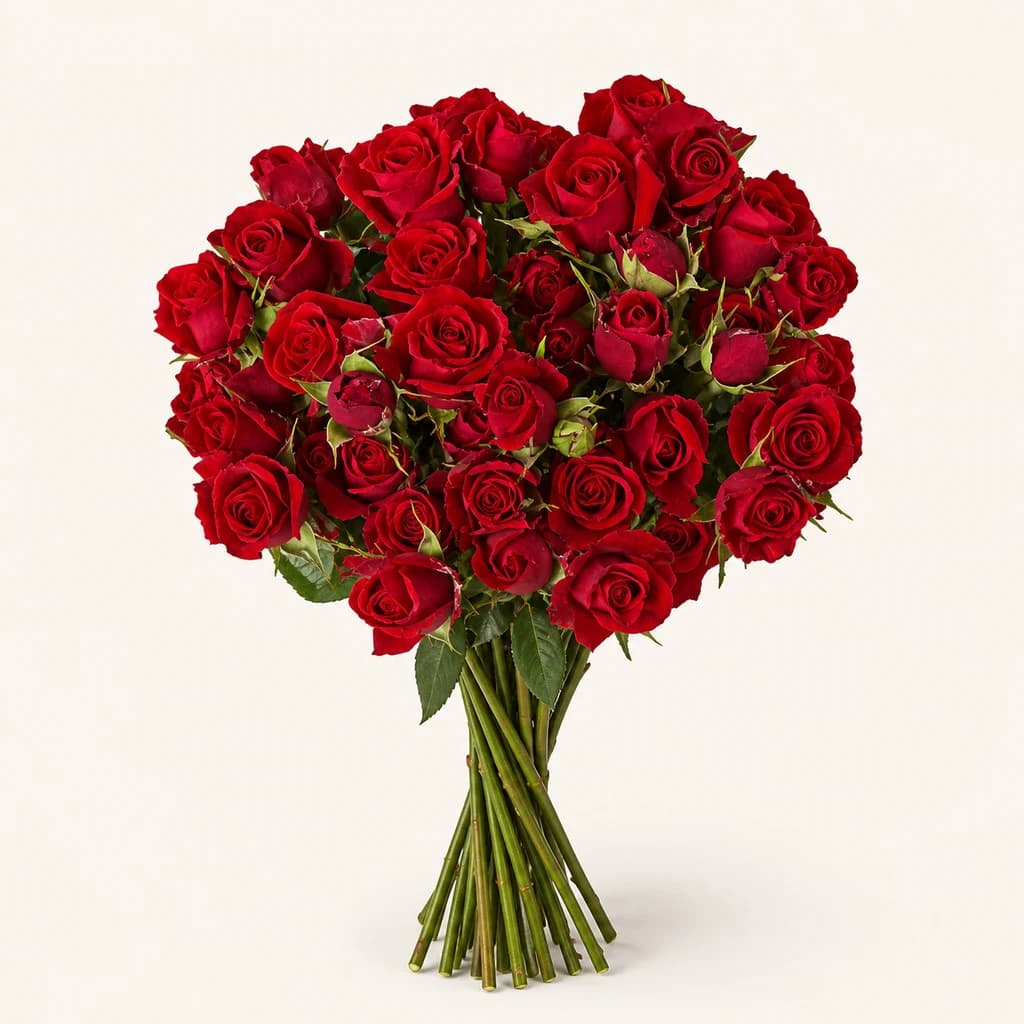 Rosa Scarlett Mimi vermelha, lote de 20 caules