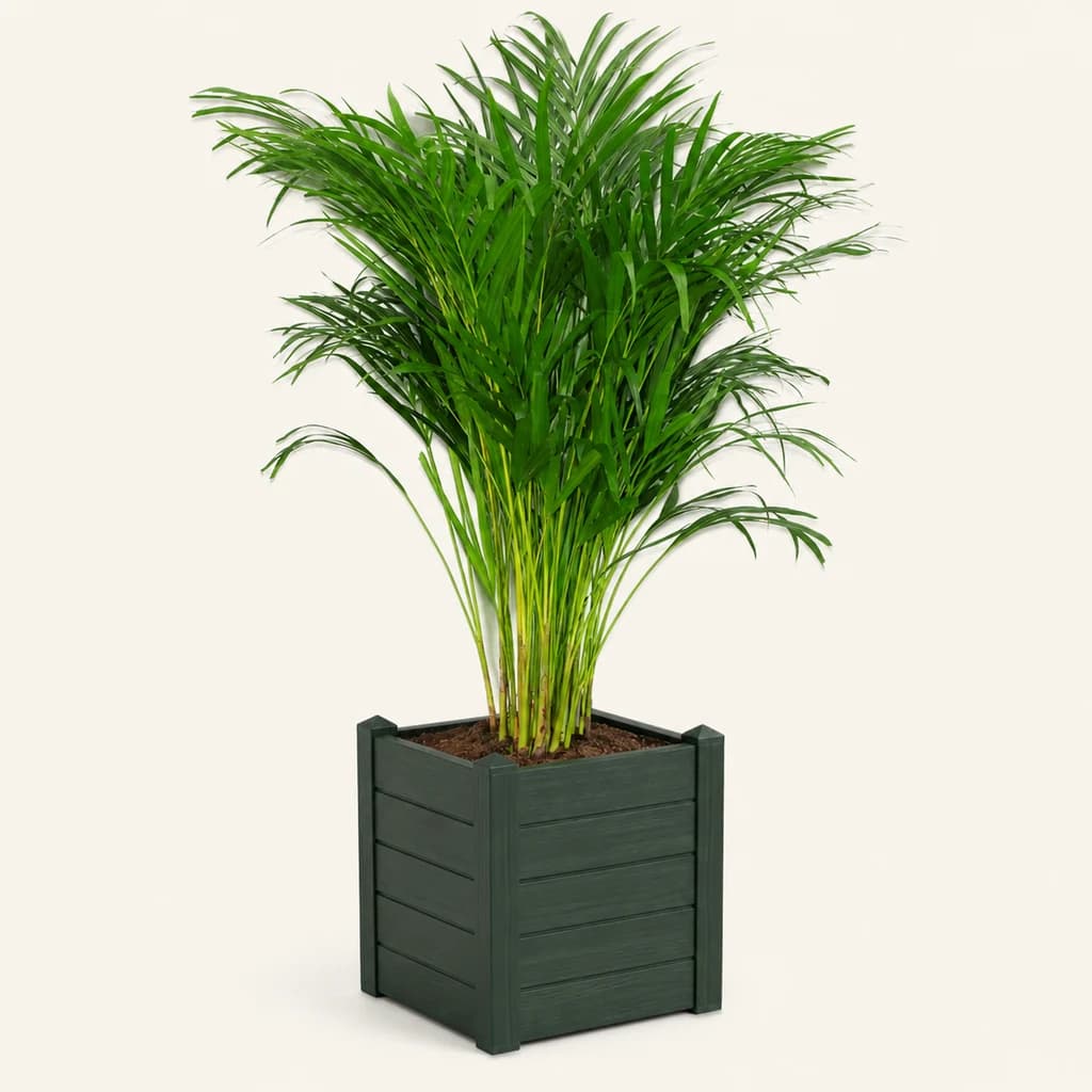 Areca Dypsis palmeira