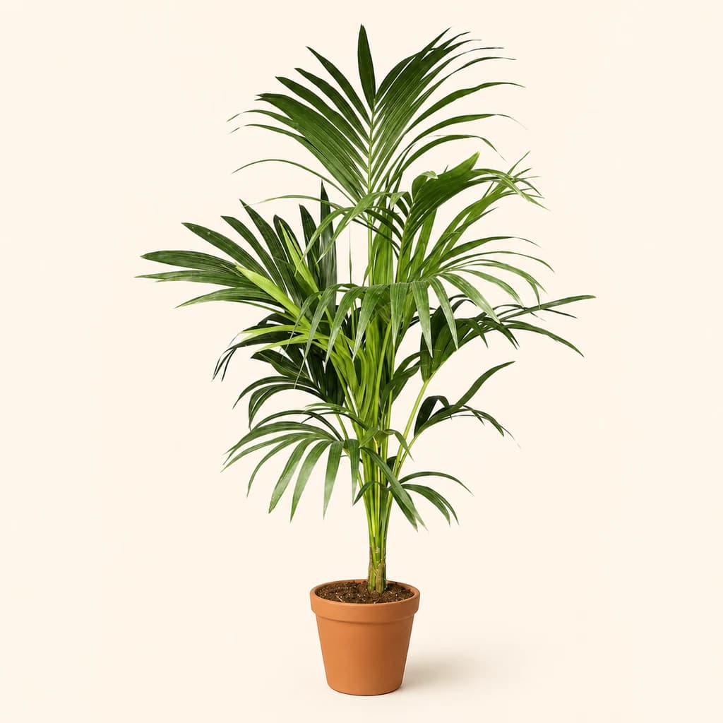 Palmeira Kentia