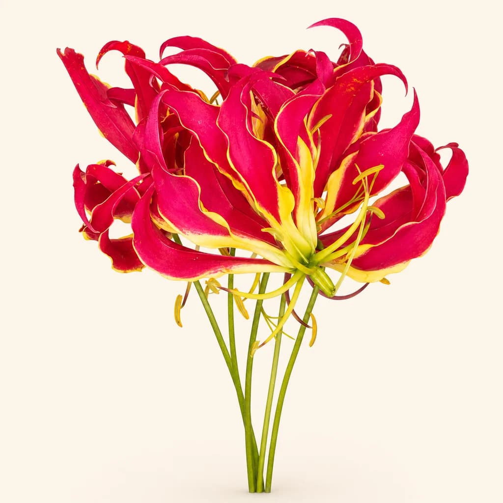 Gloriosa Rothschild bicolor, lot de 5 tiges