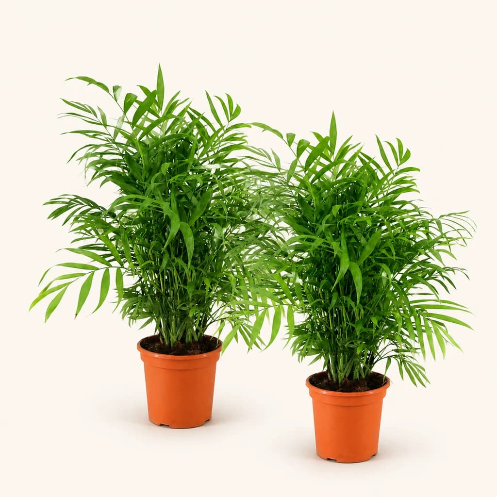Chamaedorea Elegans