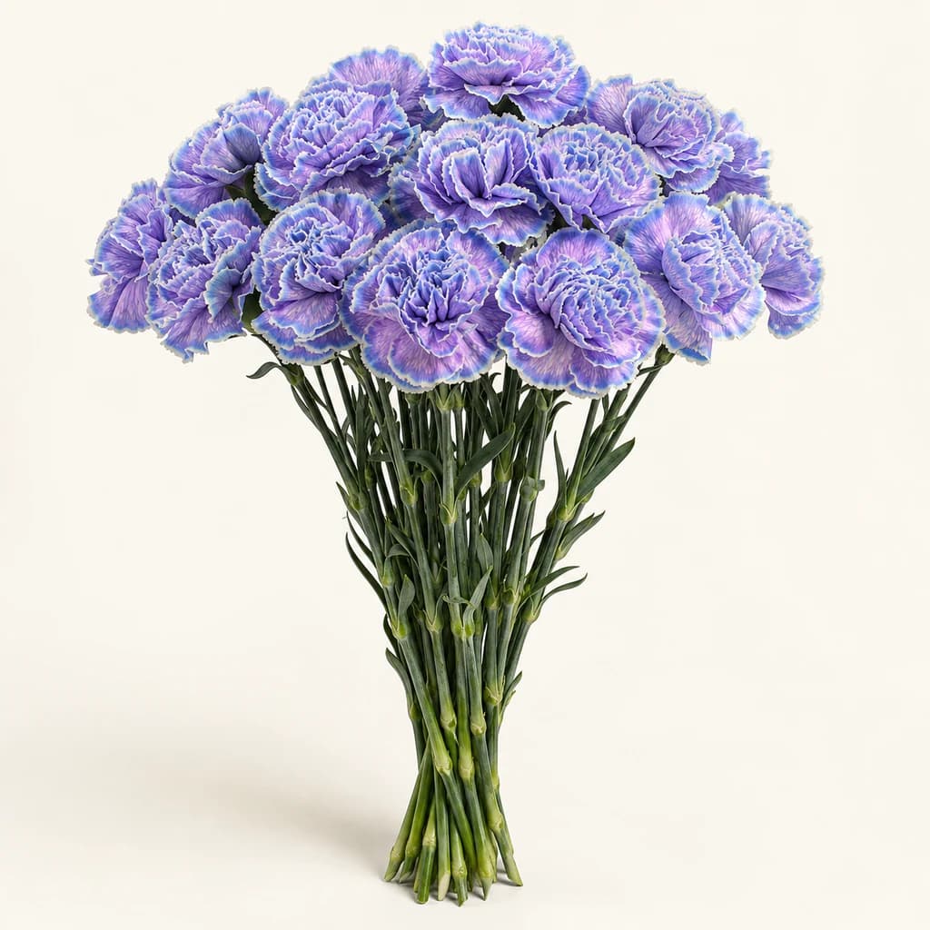Cravo Violet Fantasy (Dianthus caryophyllus)
