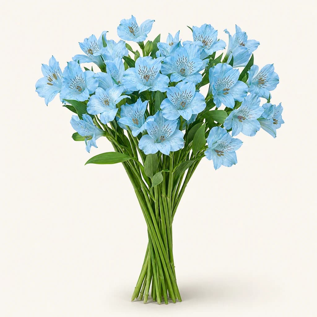 Ramo de 20 Alstroemeria (lirio dos Incas) tinguidas azul claro
