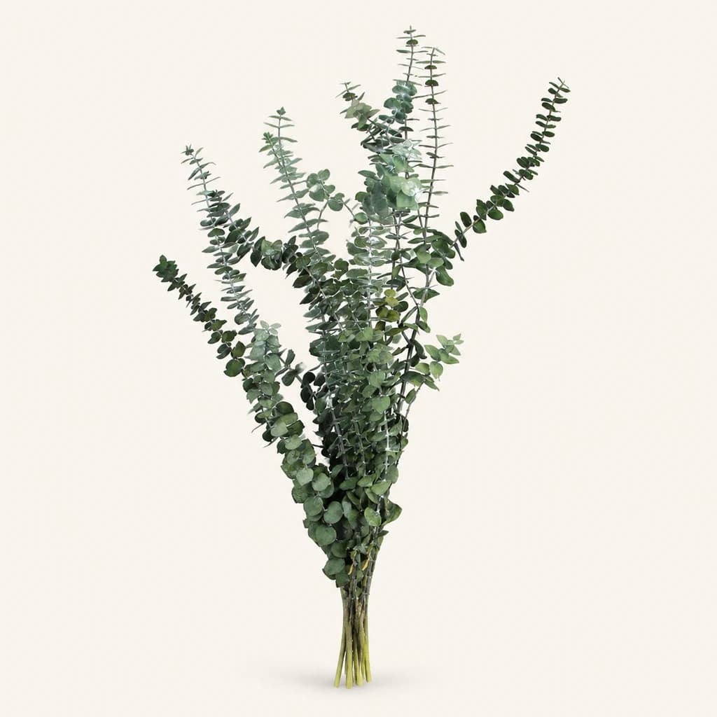 Eucalyptus Baby Blue stabilisé vert, botte de 70 cm