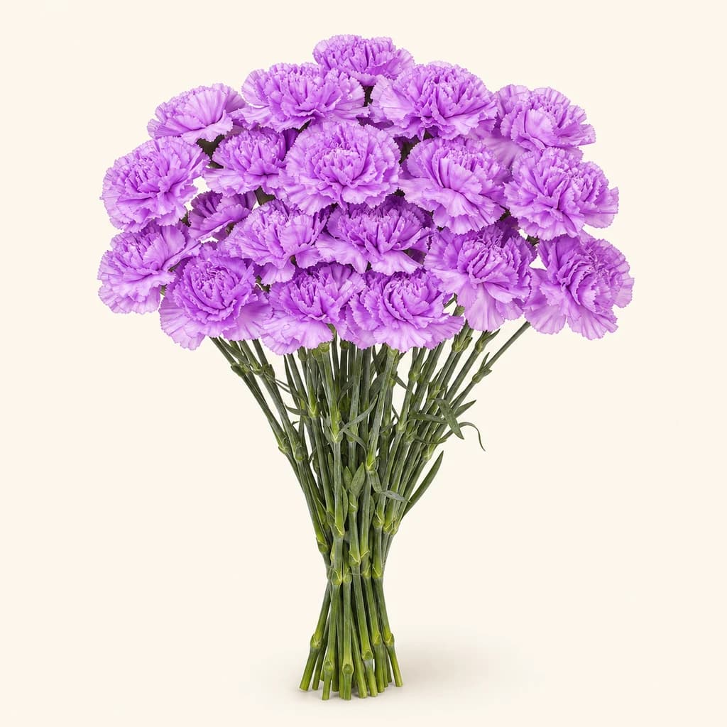 Œillet Moonlite lavande (Dianthus caryophyllus)