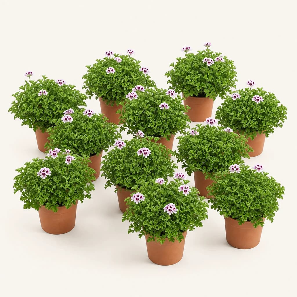 Zitronela Landarea Eltxoen Kontrakoa (Limoi Geranioa), 25 cm garaiko landarea, 10 unitateko sorta