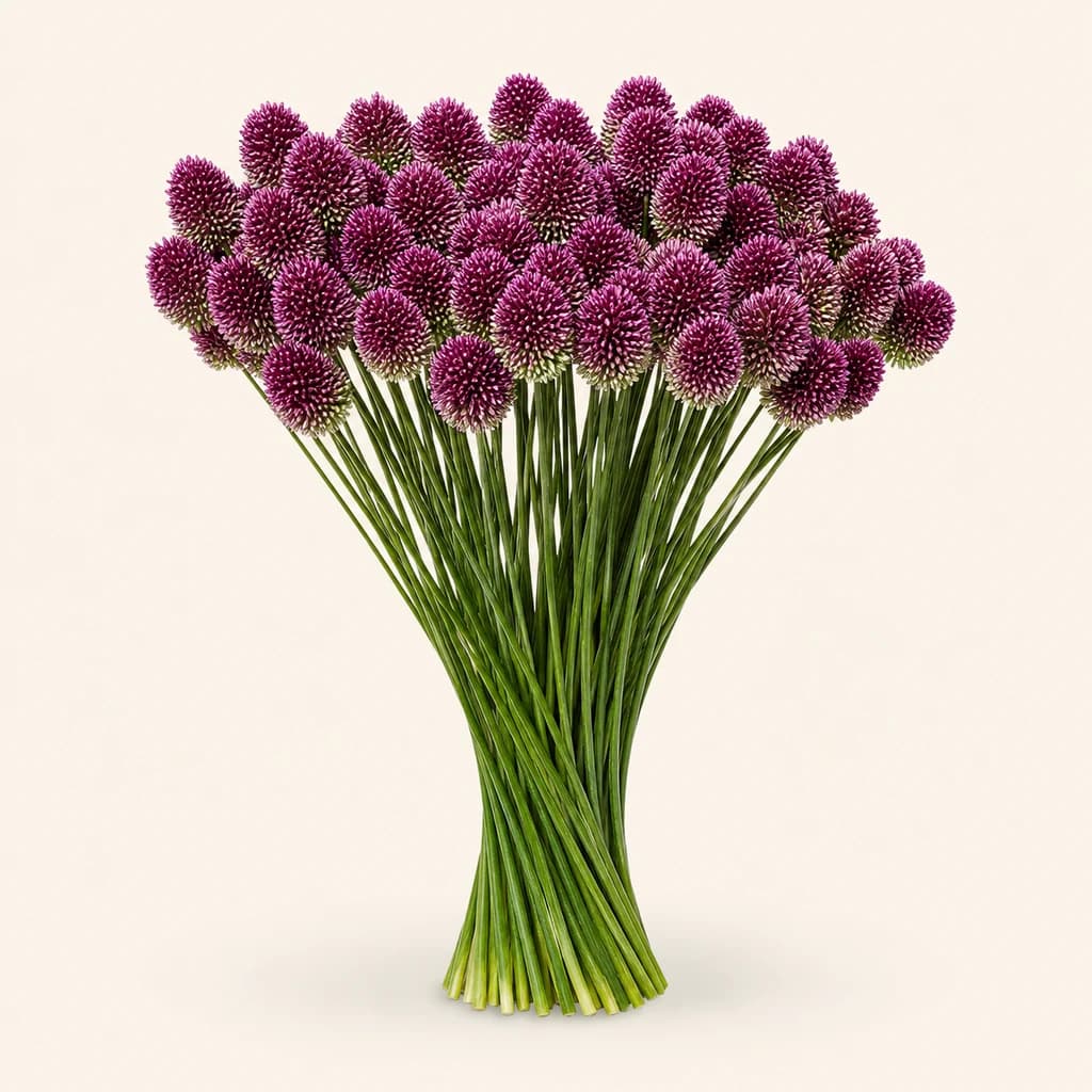 Allium Sphaerocephalon morado, Lote de 20 Tallos
