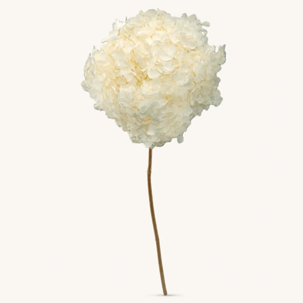 Hortensia Annabelle preservada branca