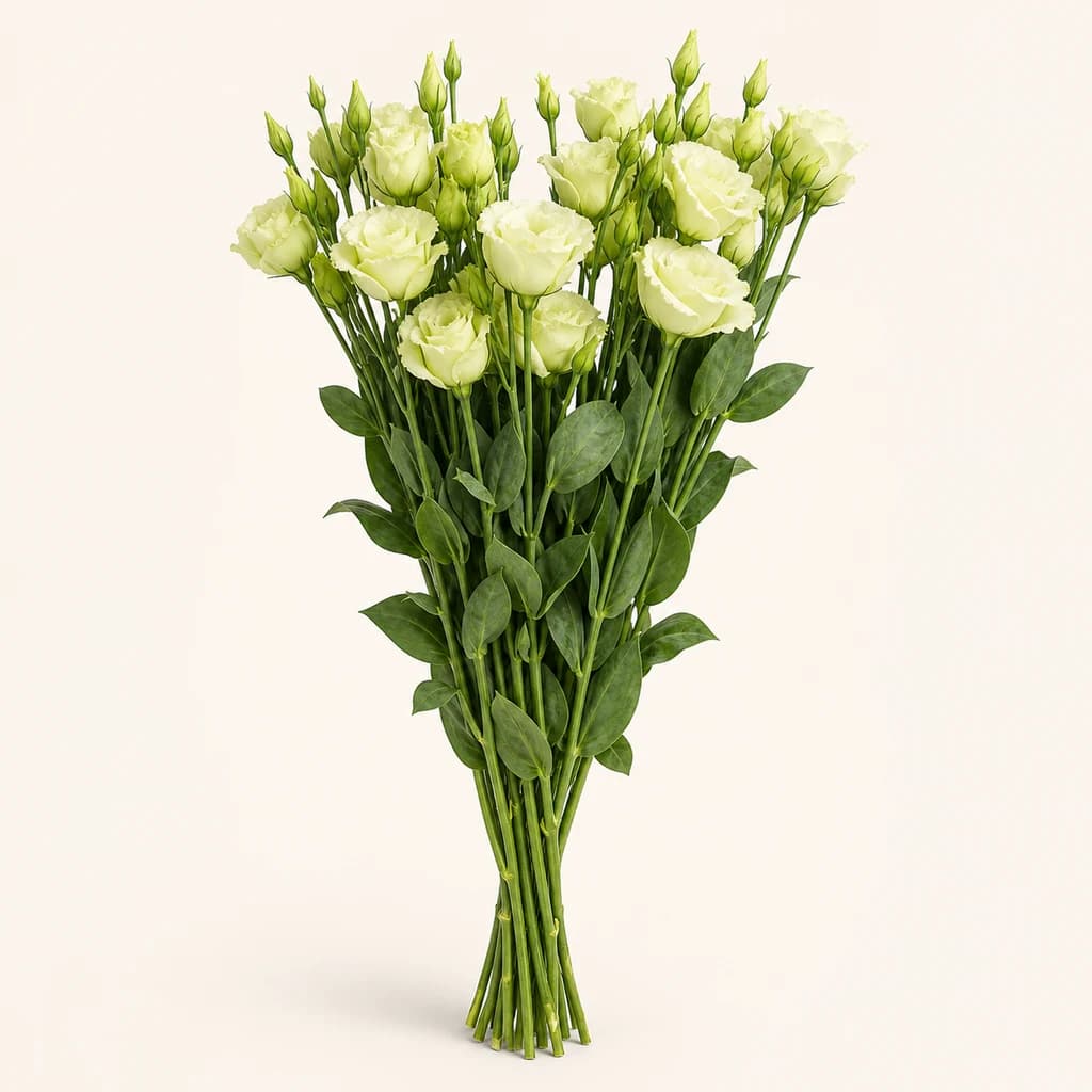 Bouquet d'Eustoma grandiflorum (lisianthus) double vert Green