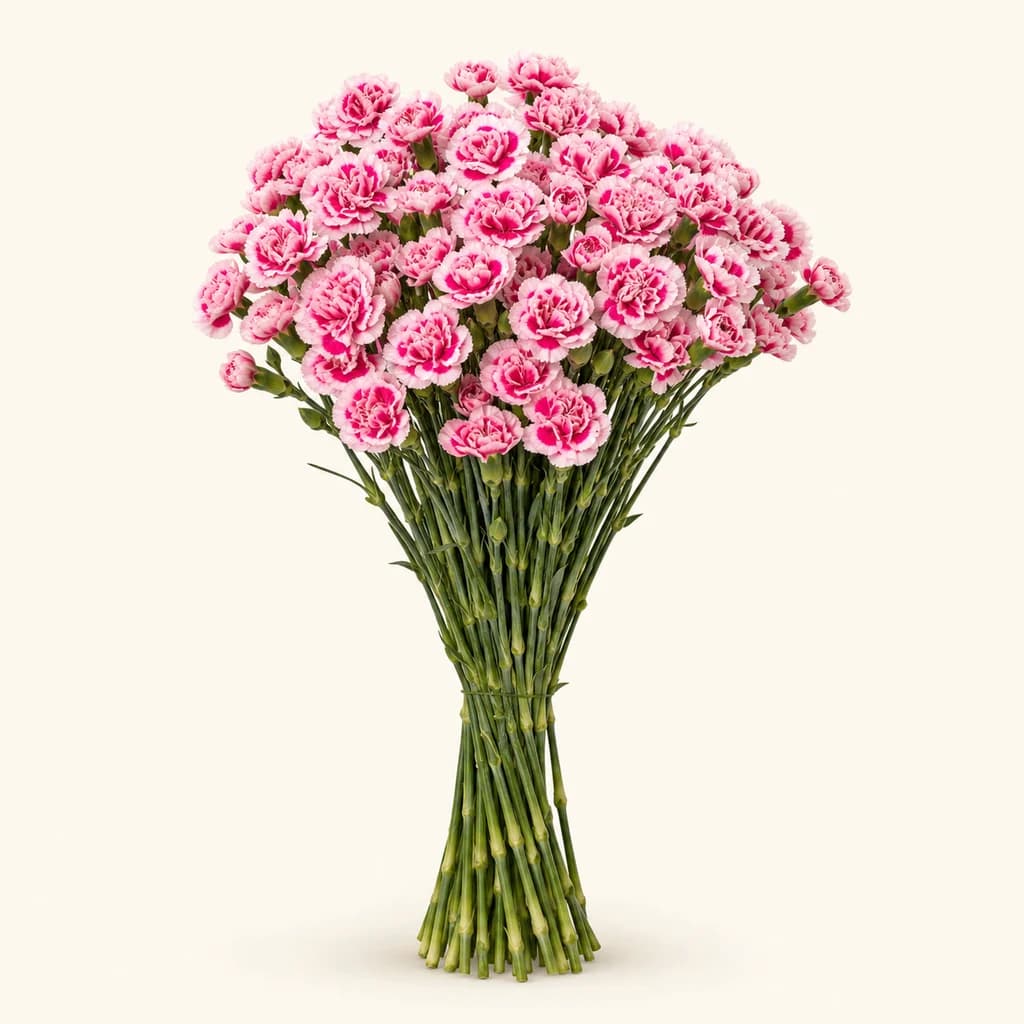 Clavel mini Cosmo Cherry blanco y rosa (Dianthus caryophyllus)