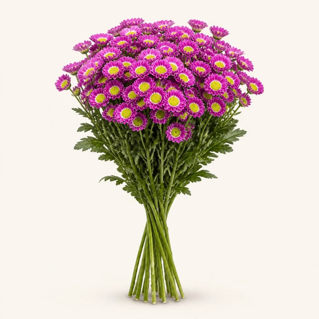 Krisantemo Santini Nebula fuksia, 20 zurtoineko lotea (Chrysanthemum)