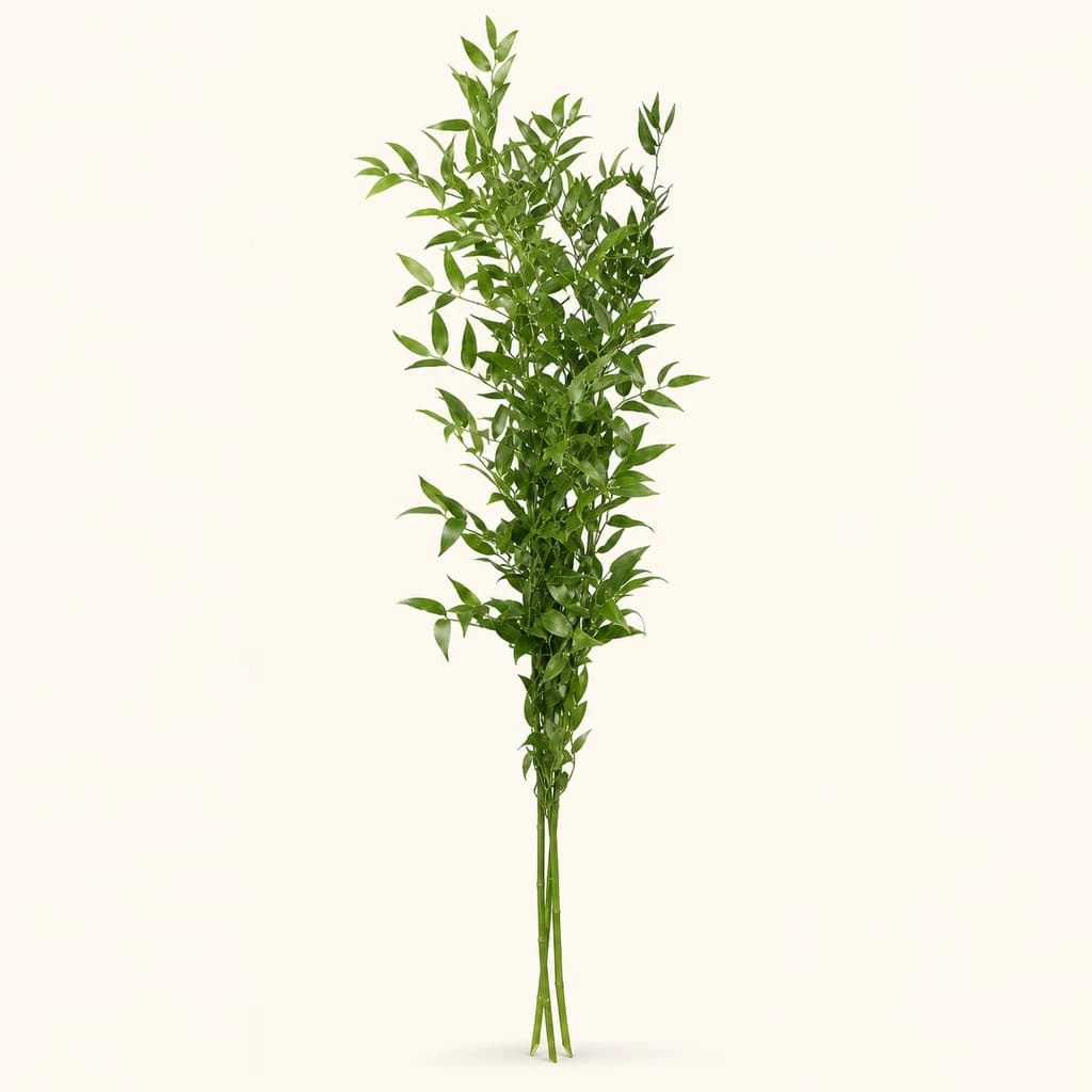 Ruscus Danae fresc, lot de 2 unitats