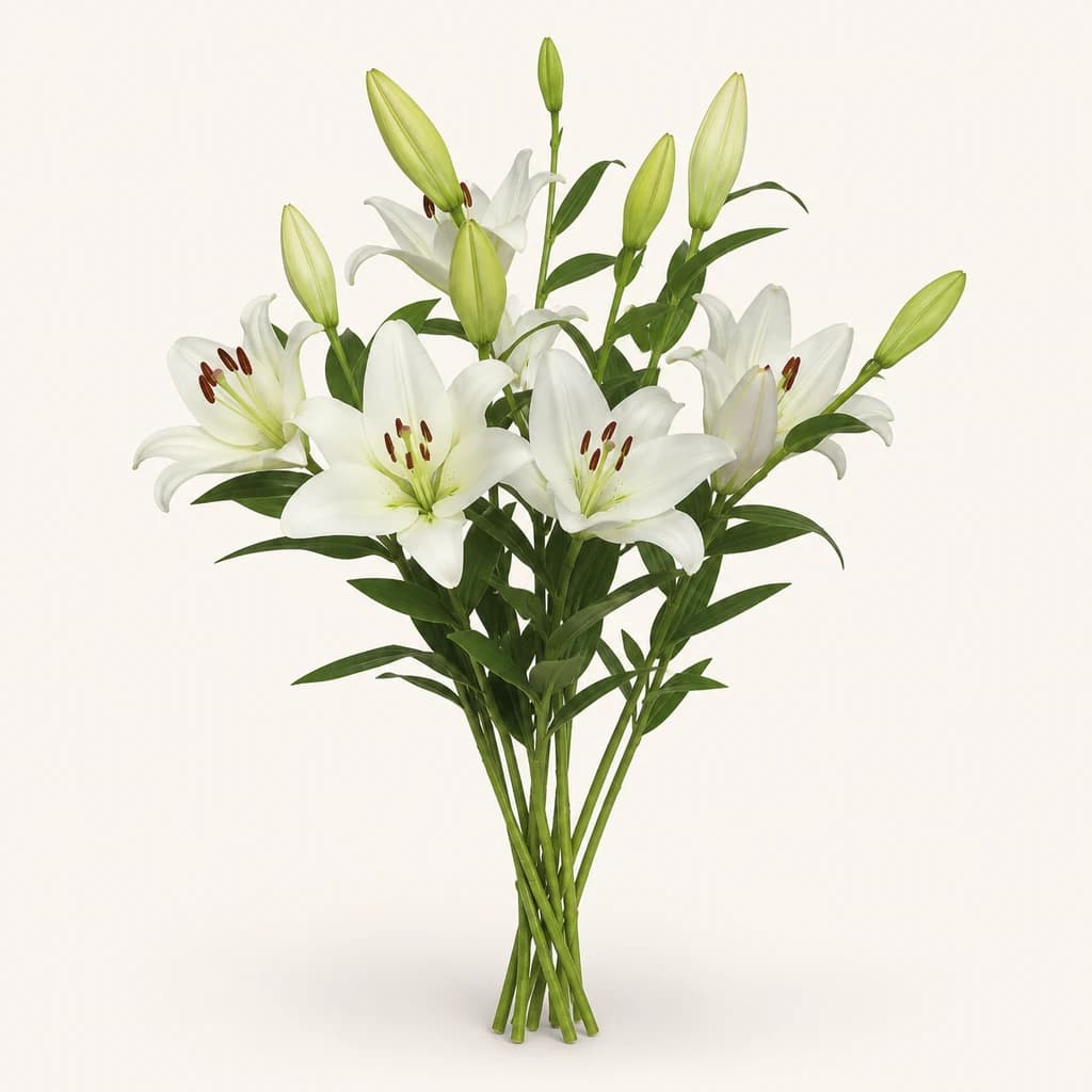 Lilium Asiàtic Litouwen
