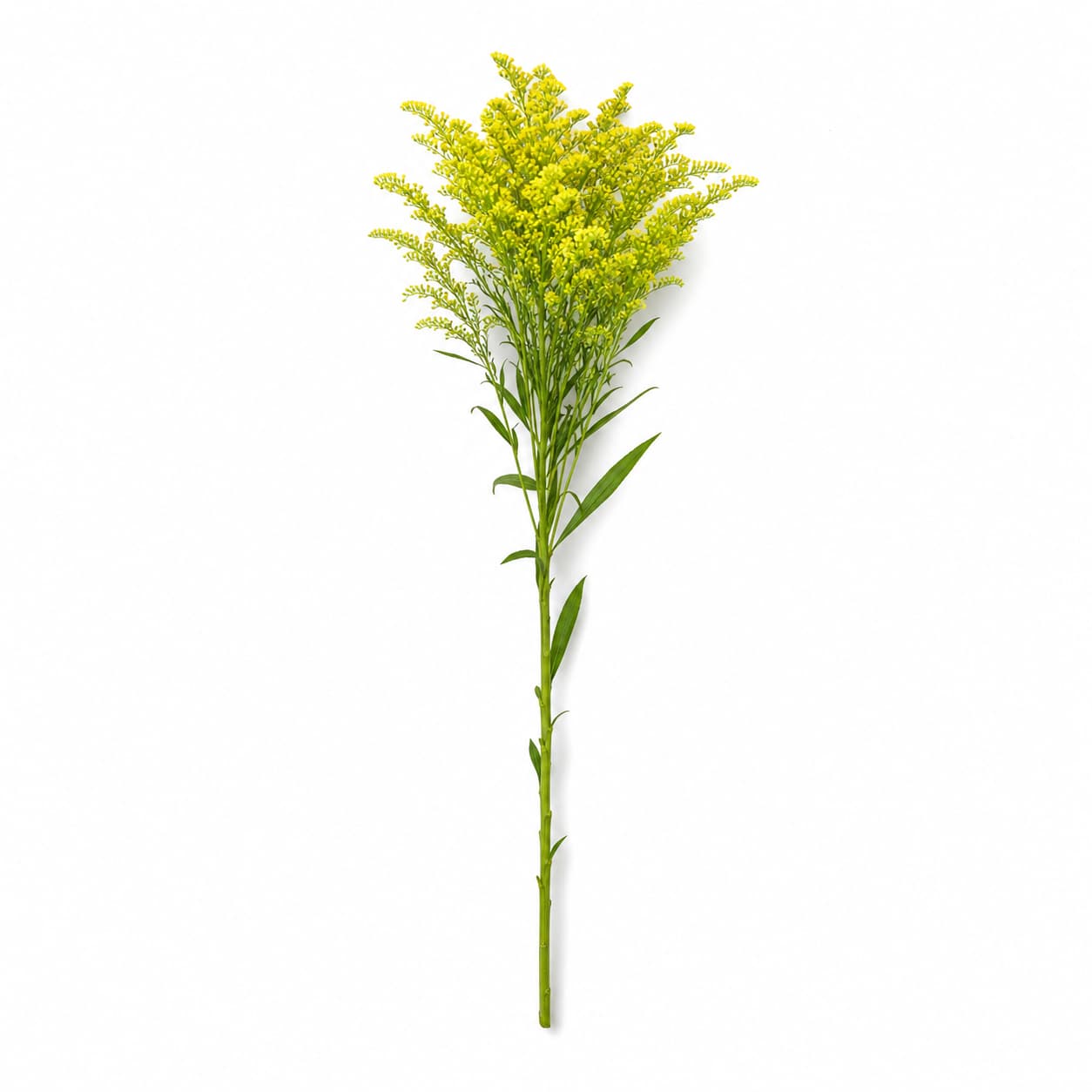 Solidago Tara groc