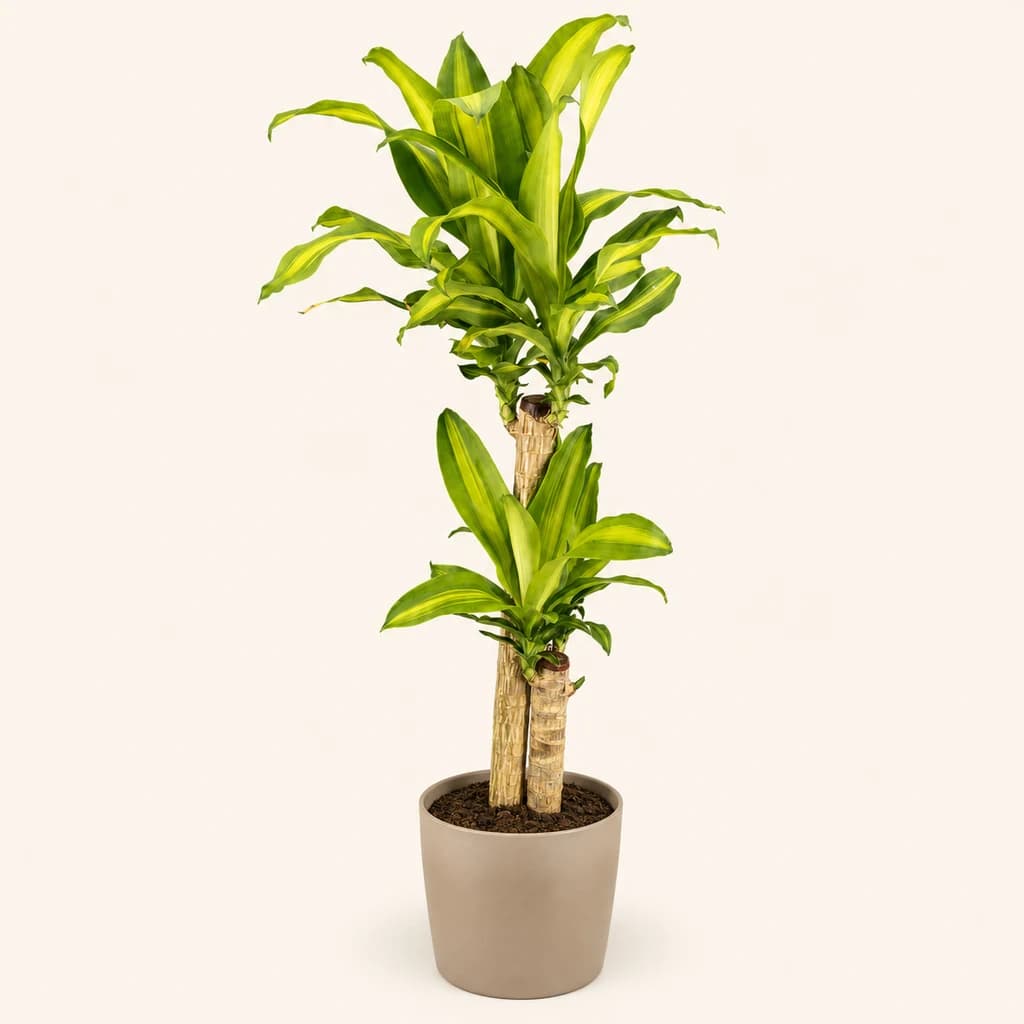 Dracaena Massangeana Palo de Brasil