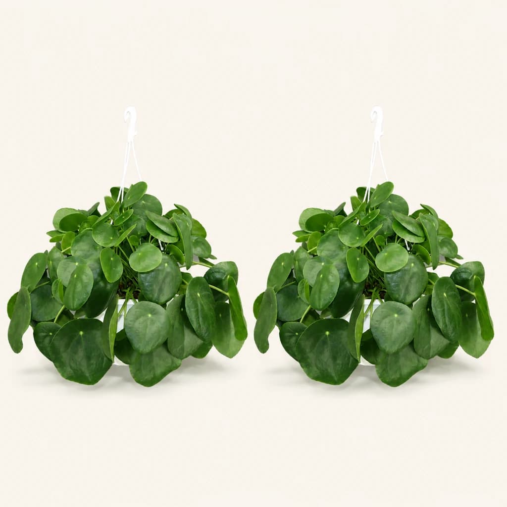 Pilea peperomioides, planta-chinesa-do-dinheiro (planta-da-amizade)