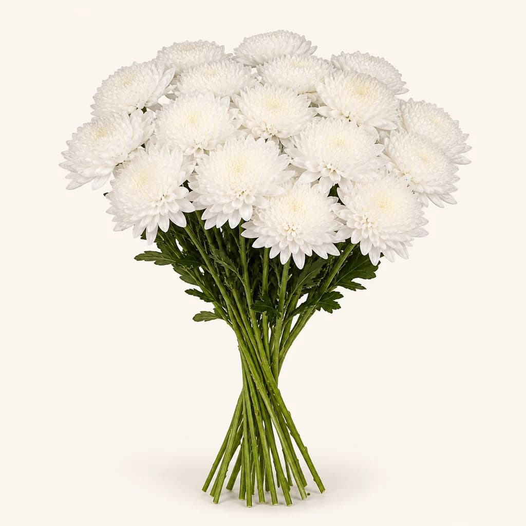 Crisantemo Maisy branco (Chrysanthemum)