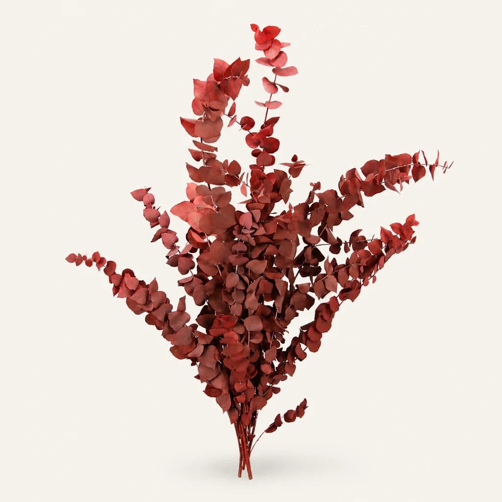 Eucalipto Preservado (Eucalyptus)