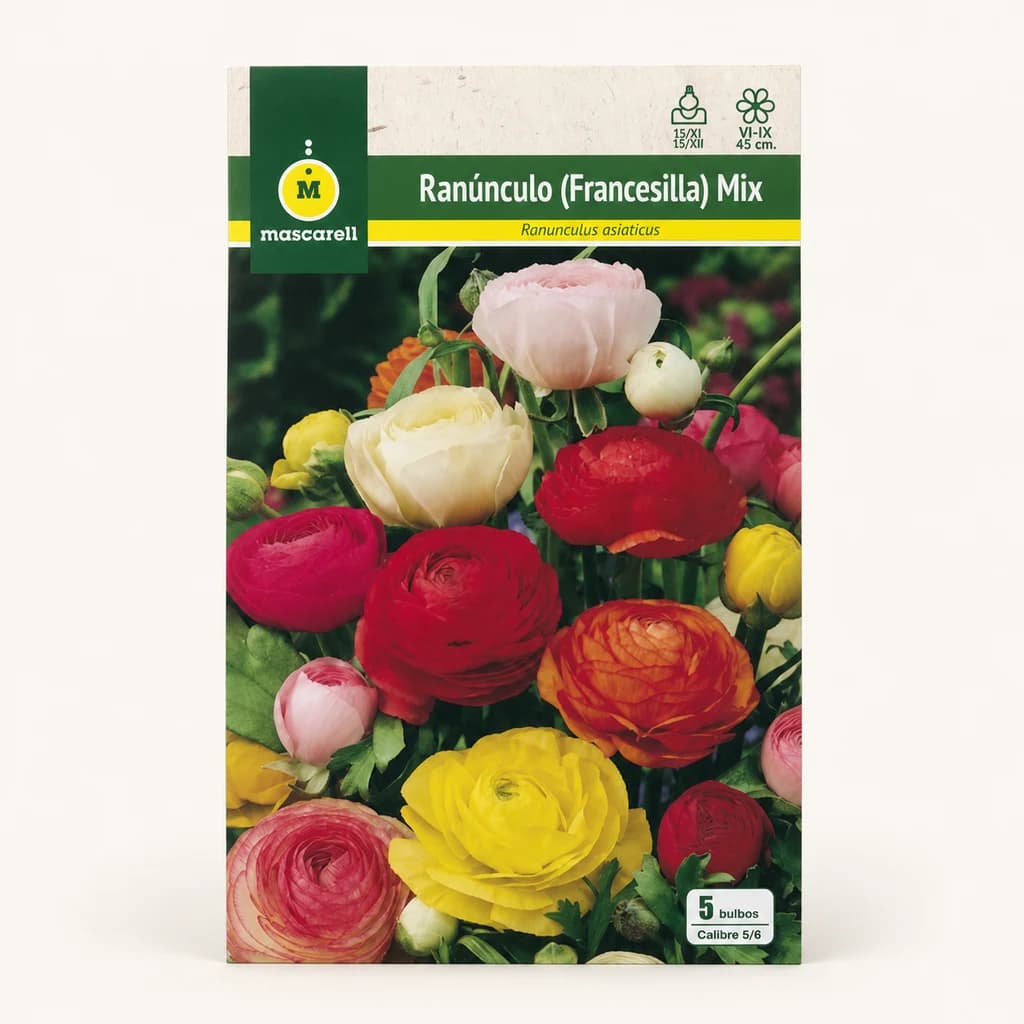 Bolbos de ranúnculos, lote de 2 unidades (Ranunculus)