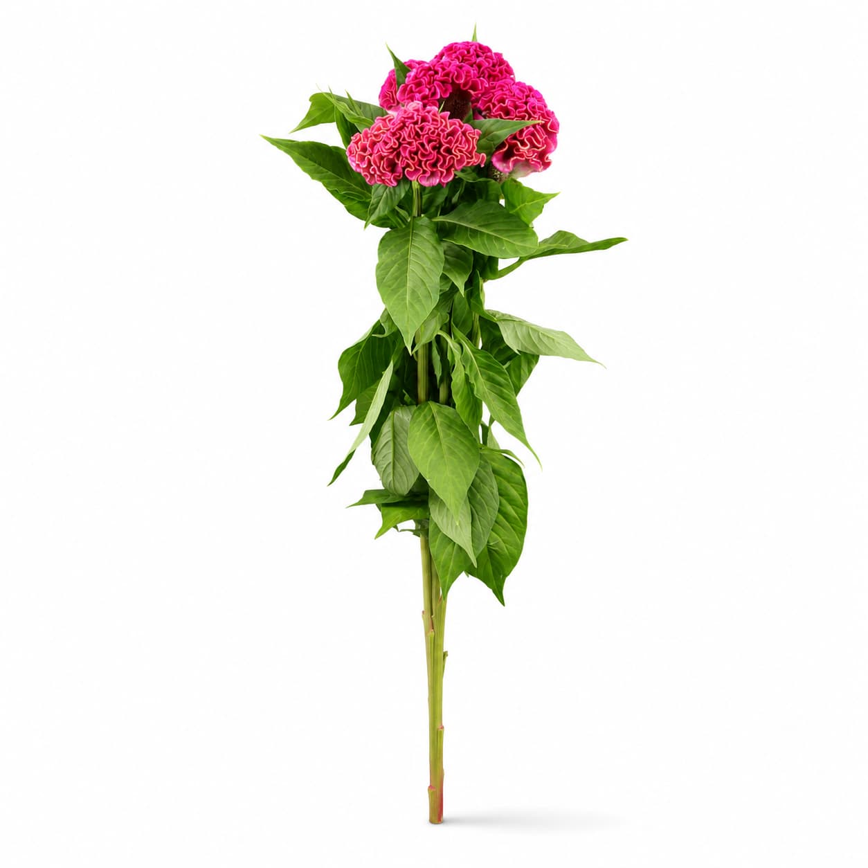 Ramo de celosias Rima rosa (cresta de gallo)