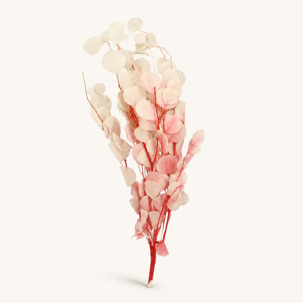 Eucalyptus Populus Stabilisé Rouge et Blanc