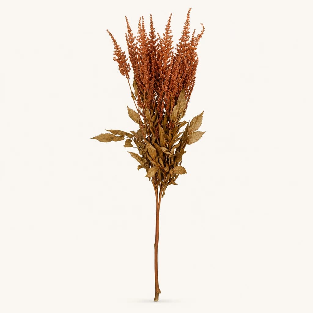 Astilbe preservada chocolate