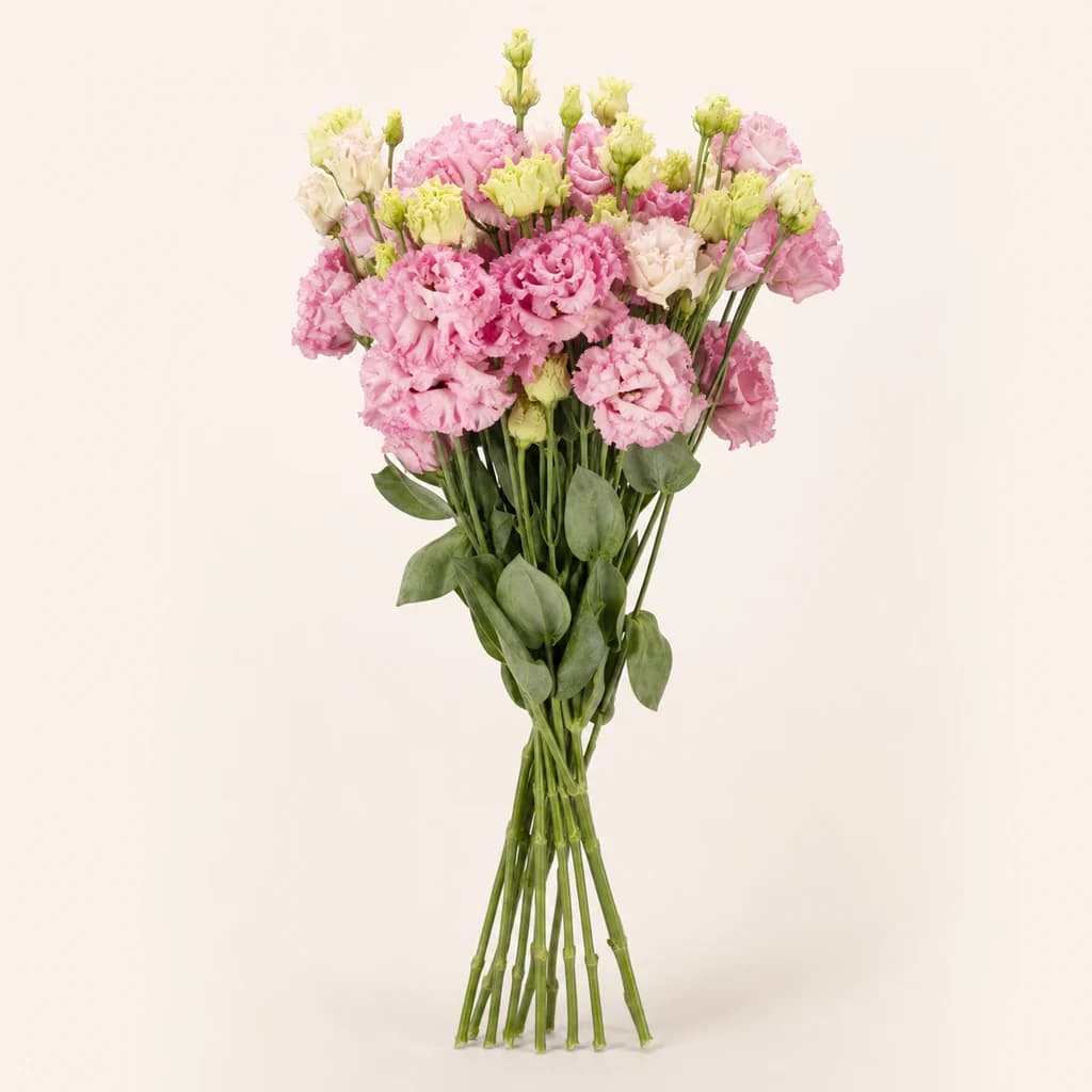 Bouquet de 10 lisianthus (Eustoma) doubles Alissa rose clair
