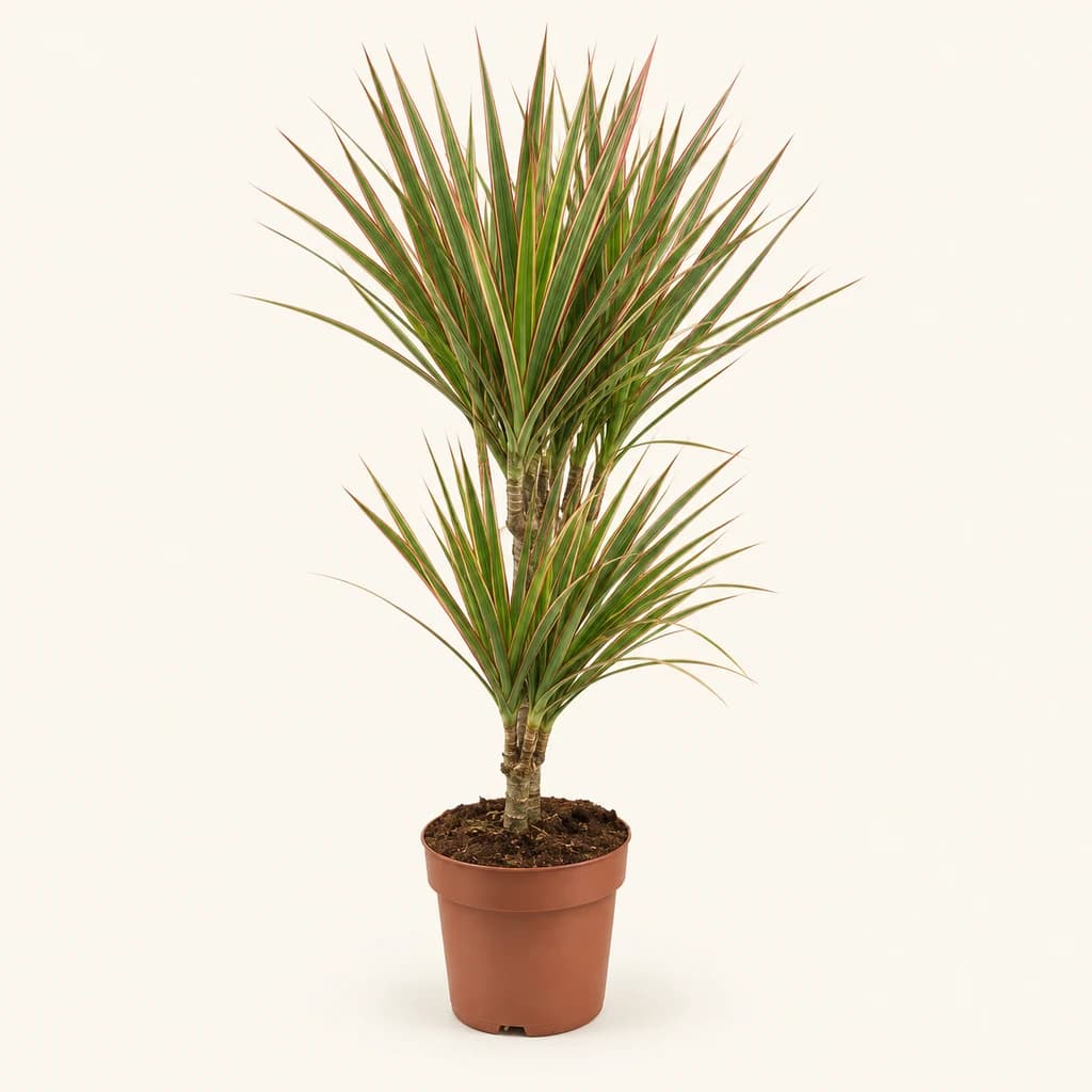 Dracaena Marginata Bicolor, lote de 6 plantas