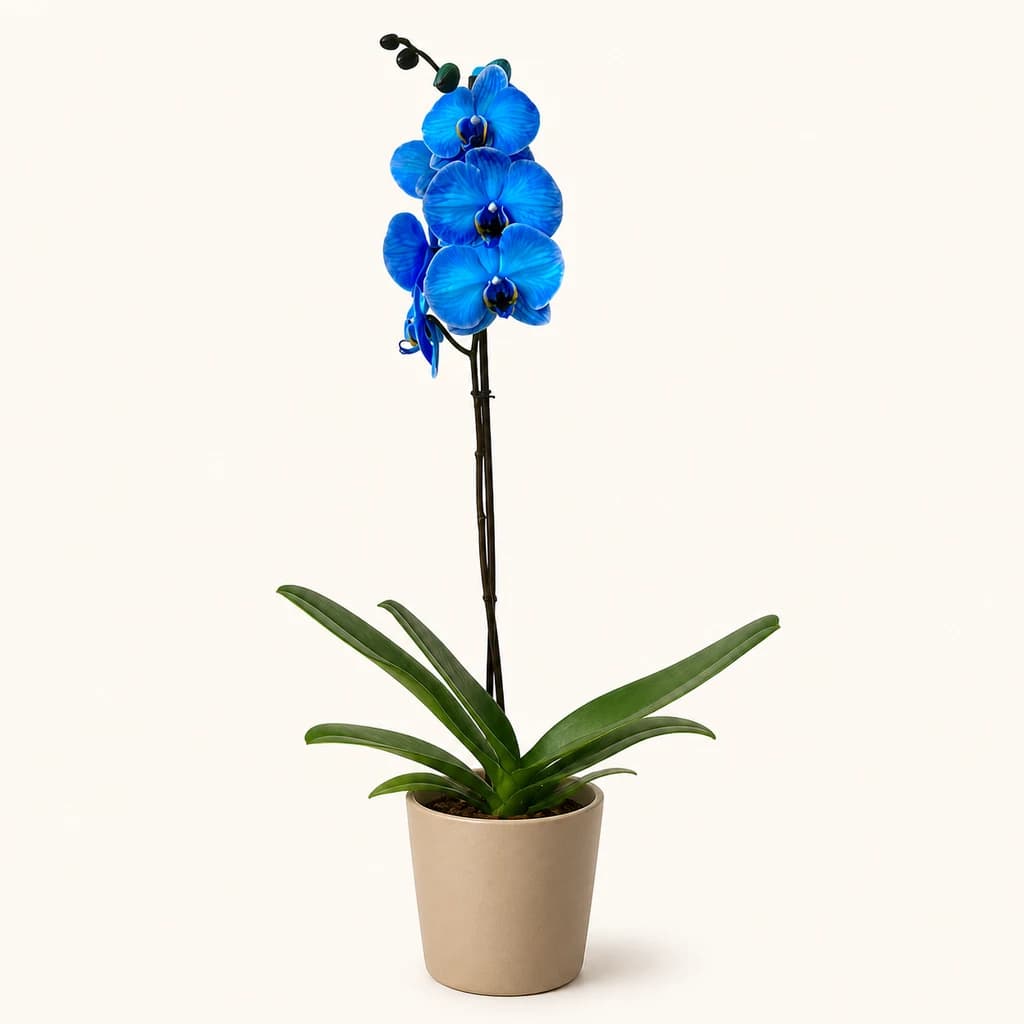Orquídea Phalaenopsis Azul de 1 Vara (Teñida)