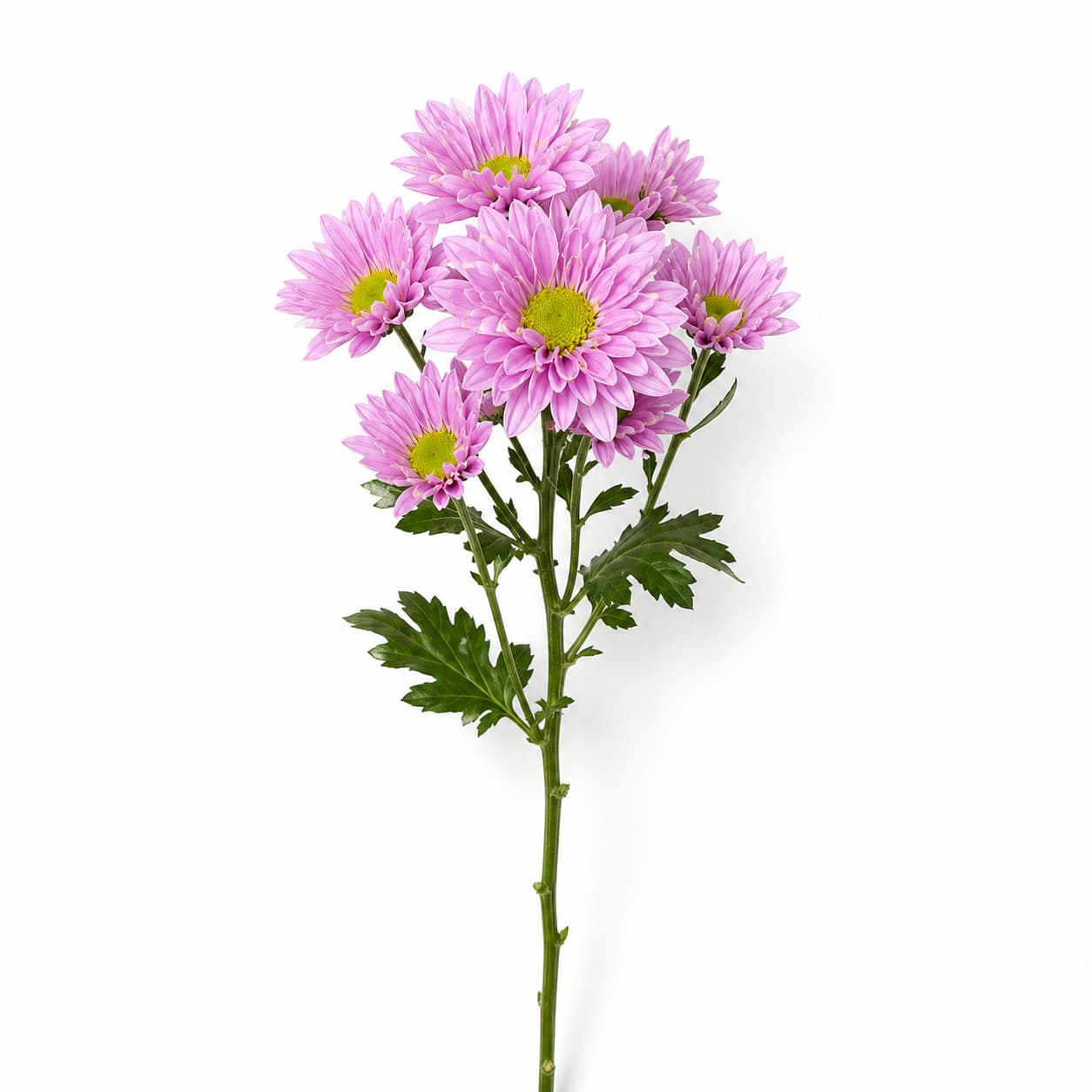Chrysanthème Adele rose, lot de 20 tiges (Chrysanthemum)