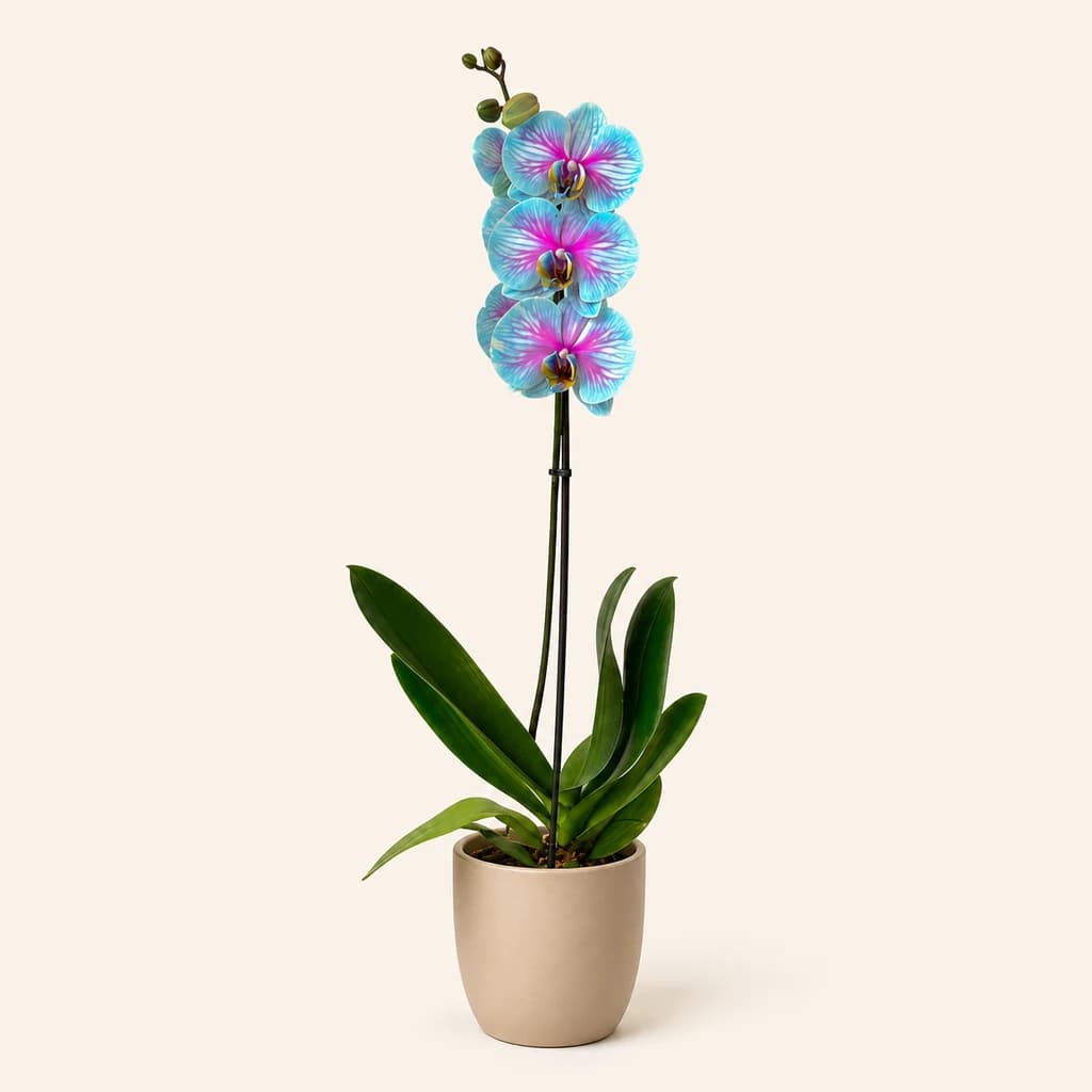 Orquídea Phalaenopsis Bicolor Teñida (1 Vara)