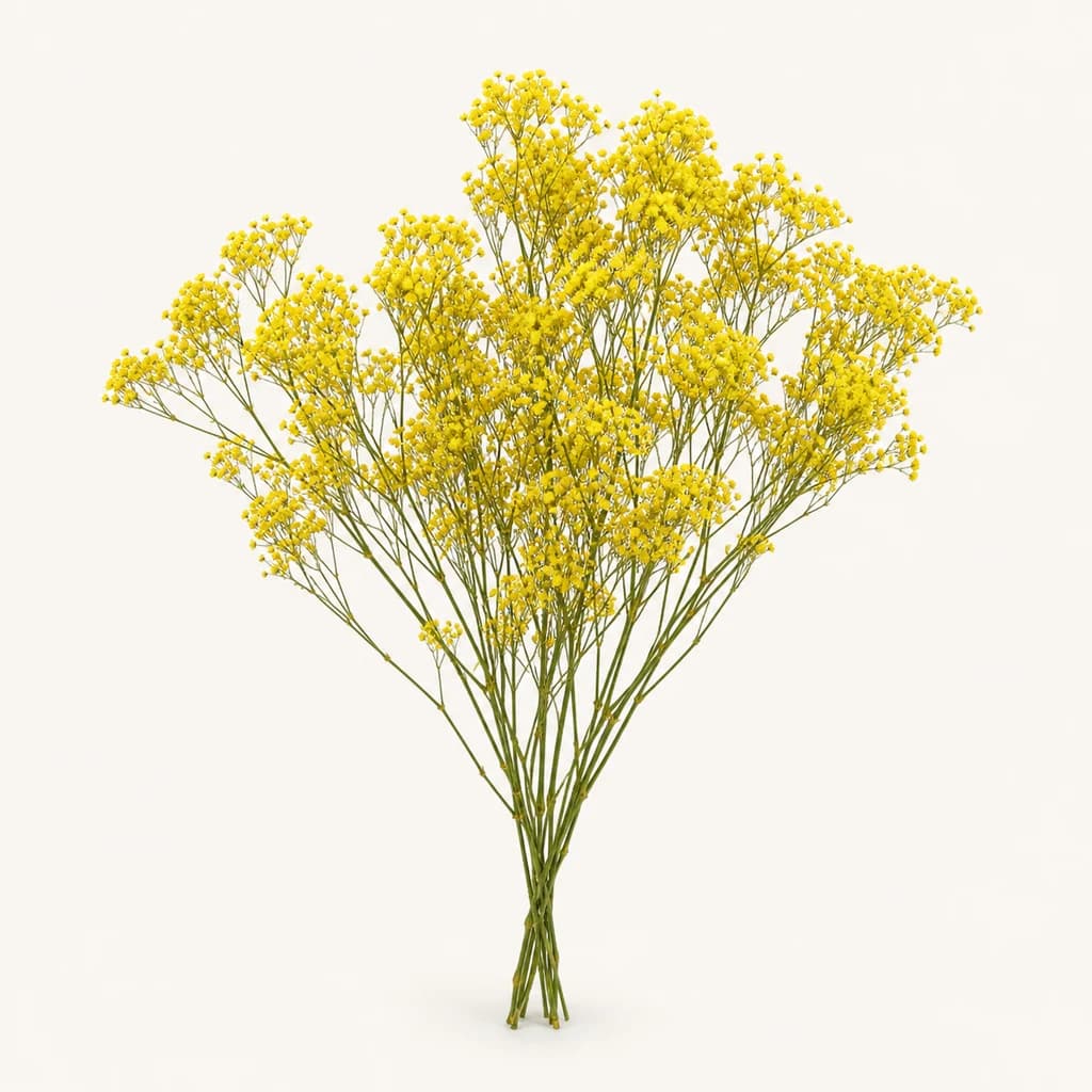 Paniculata Million Stars preservada de 80 g, varias cores (Gypsophila paniculata)